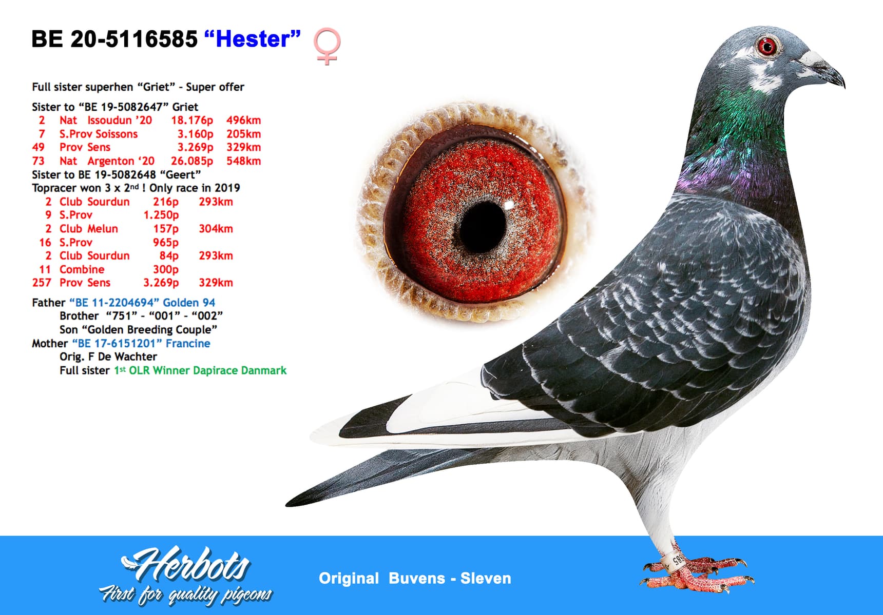 pigeon: “Hester”