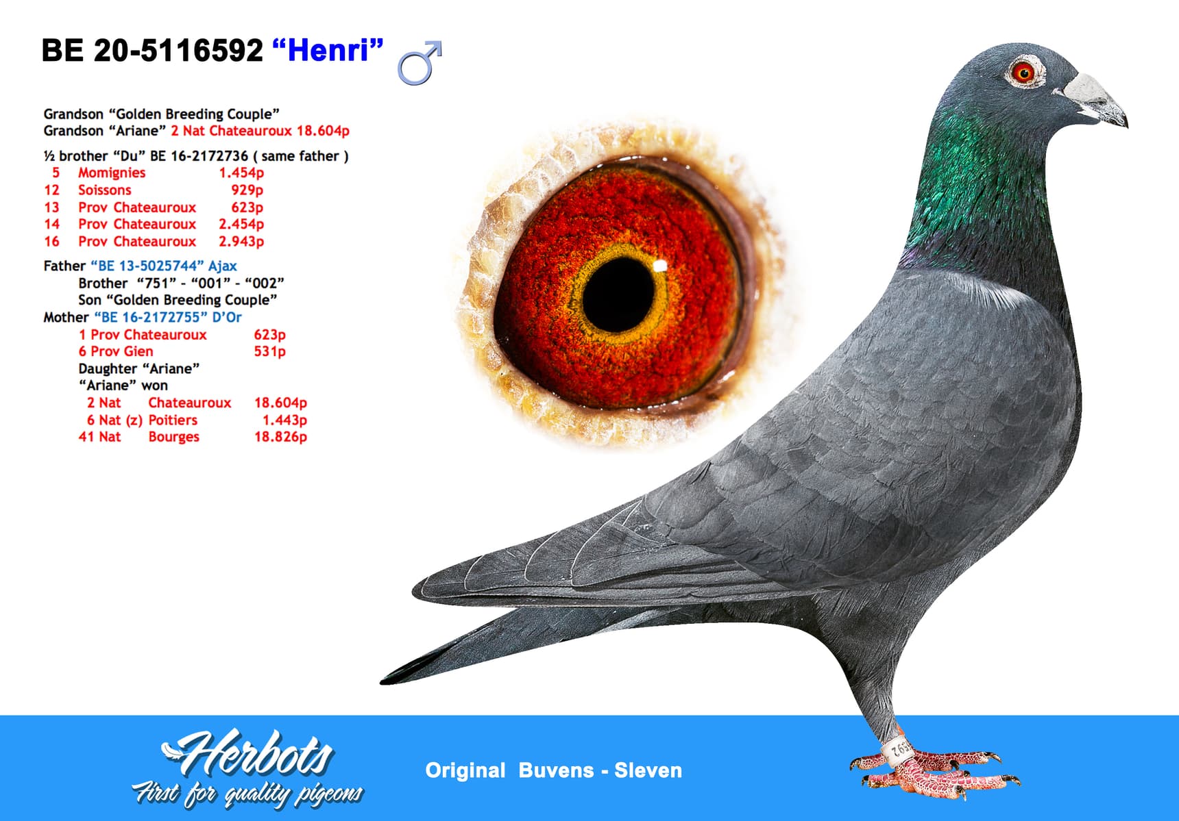 pigeon: “Henri”