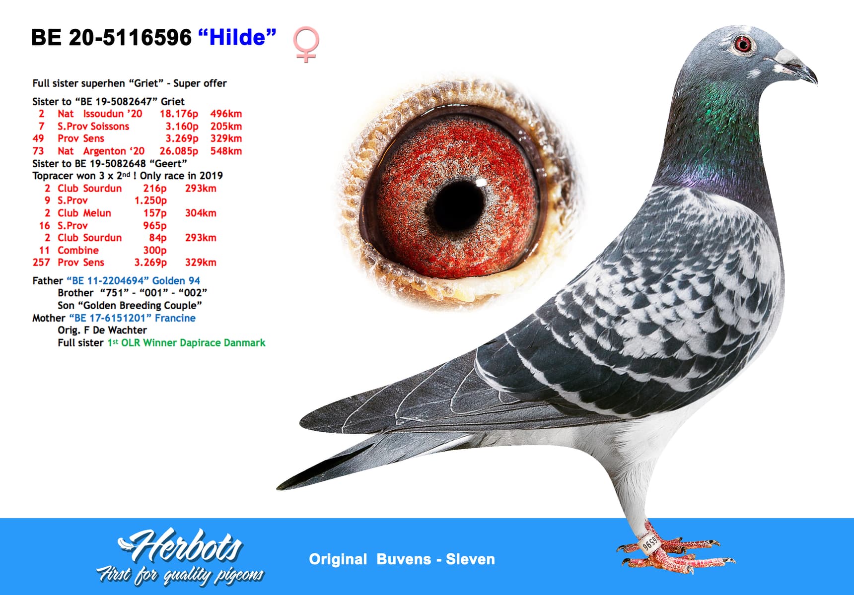 pigeon: undefined
