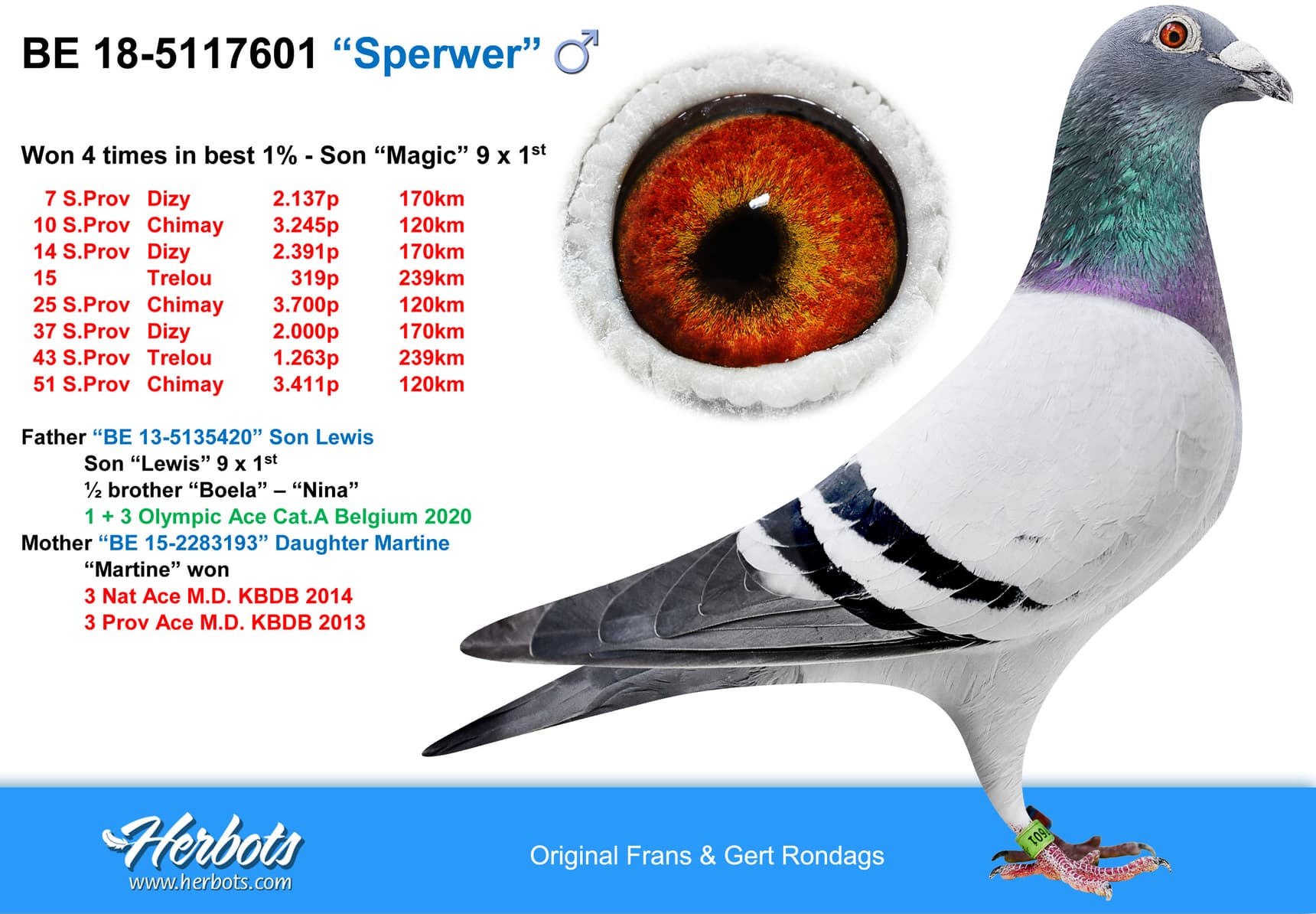 pigeon: “Sperwer”
