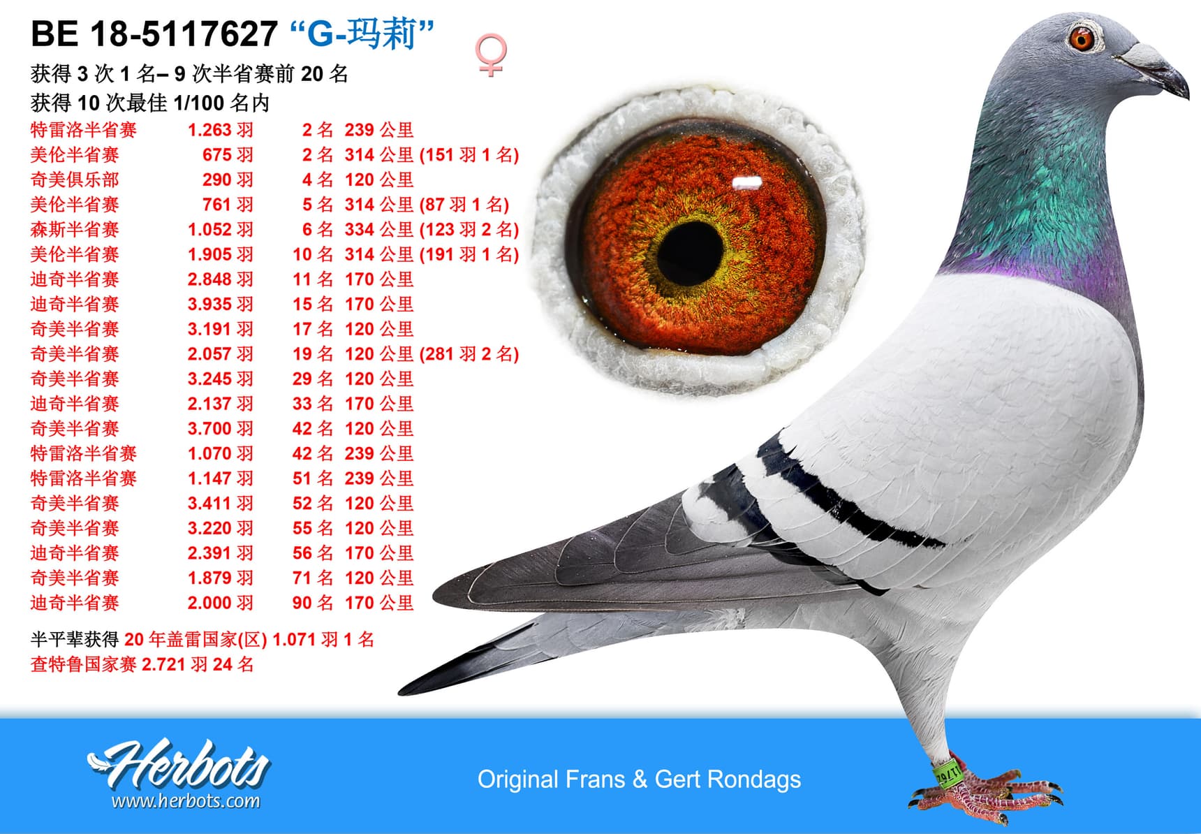 pigeon: undefined