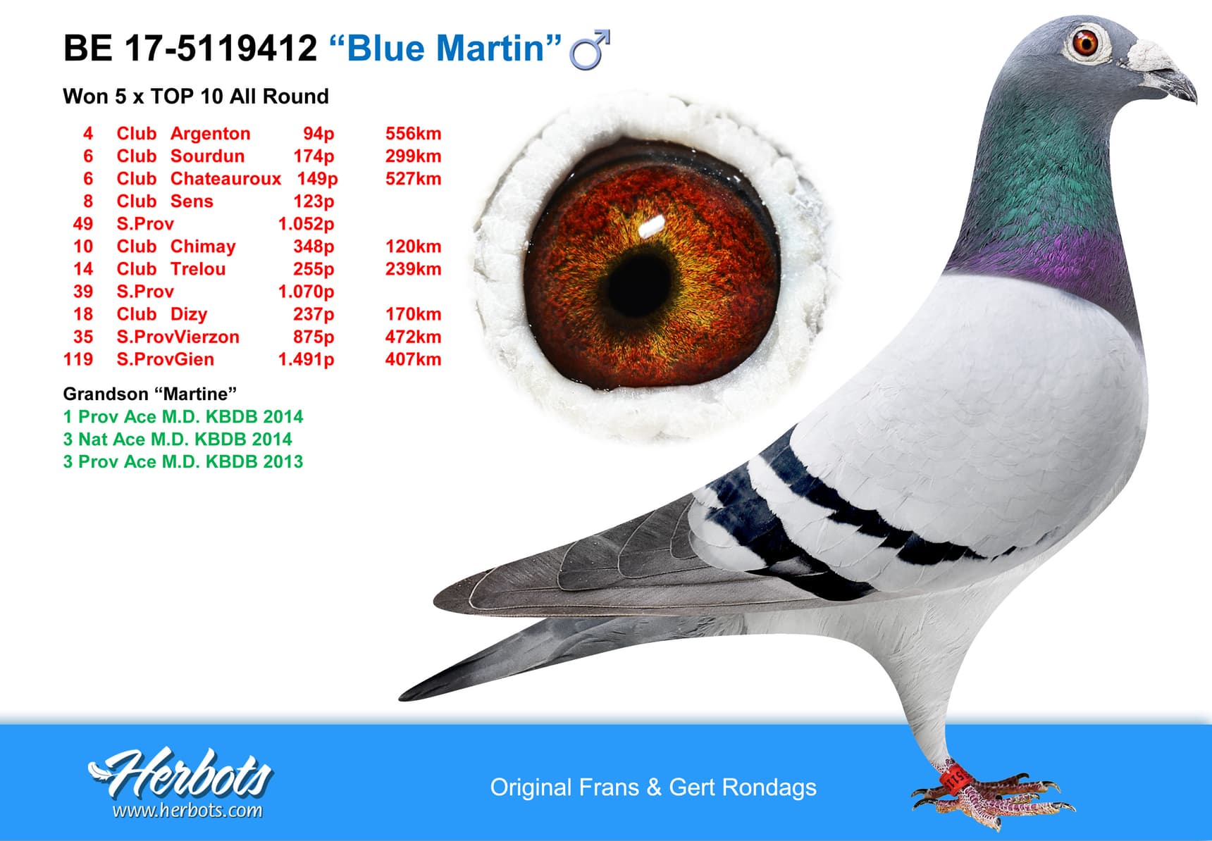 pigeon: “Blue Martin”