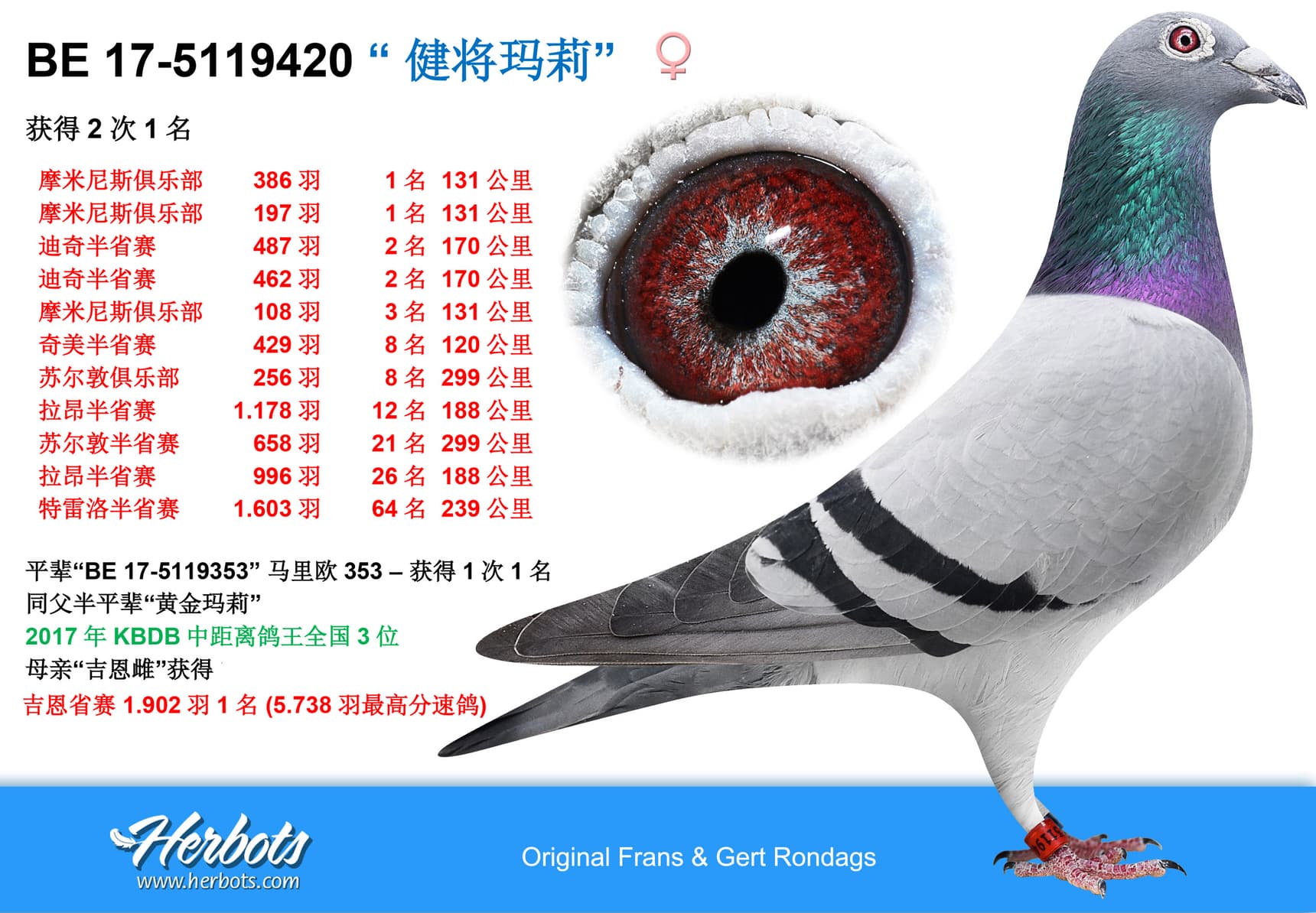 pigeon: undefined