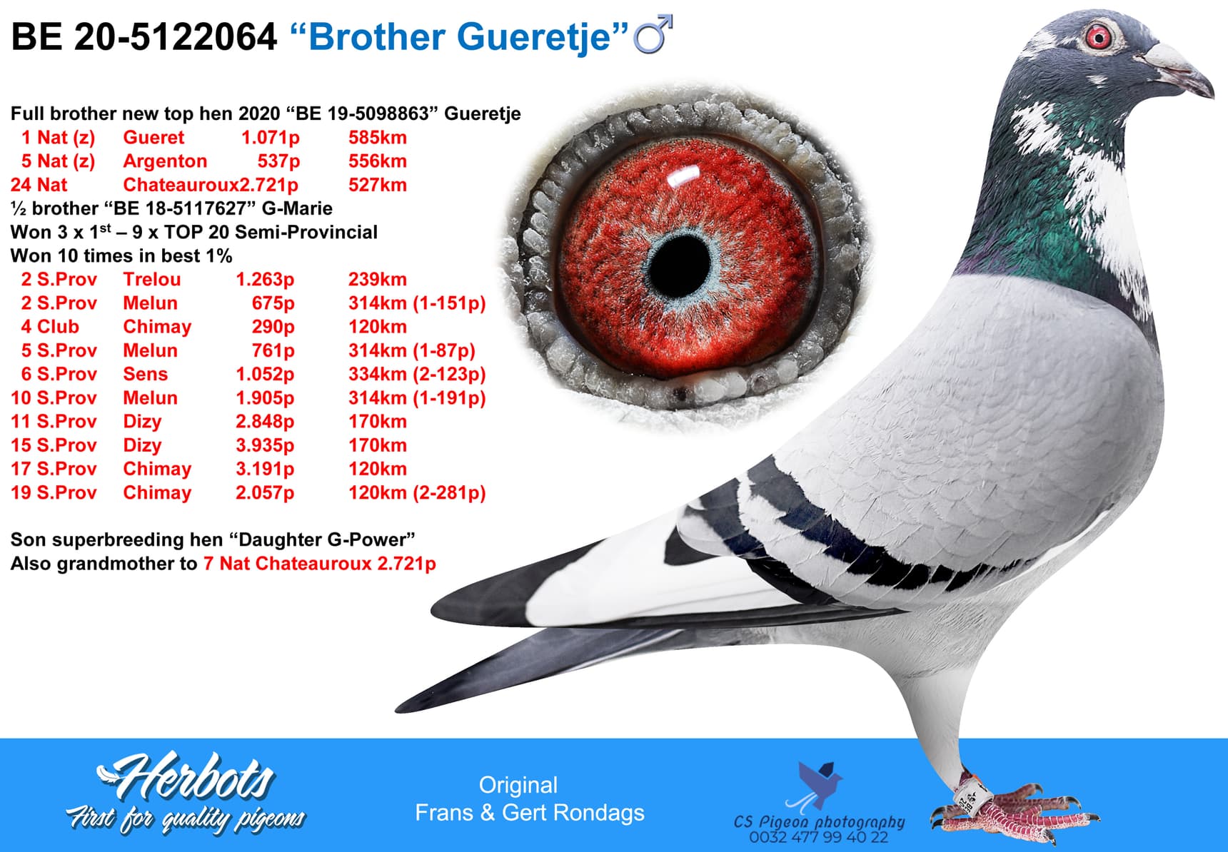 pigeon: “Brother Gueretje”