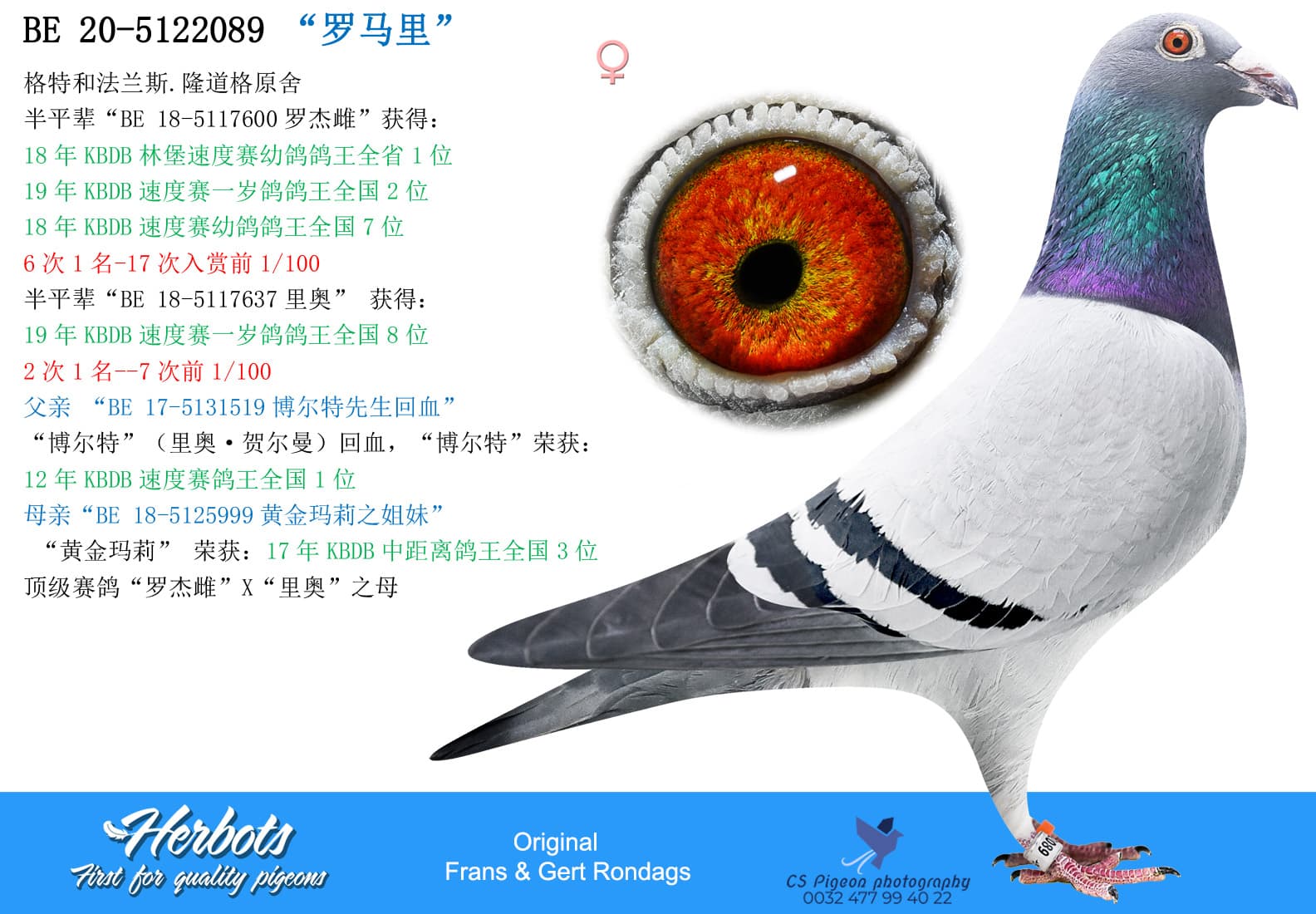 pigeon: “罗马里”