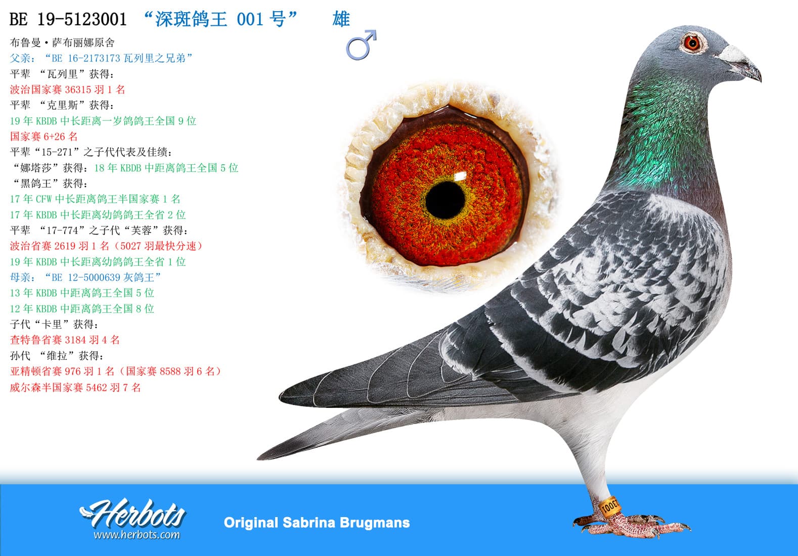 pigeon: undefined