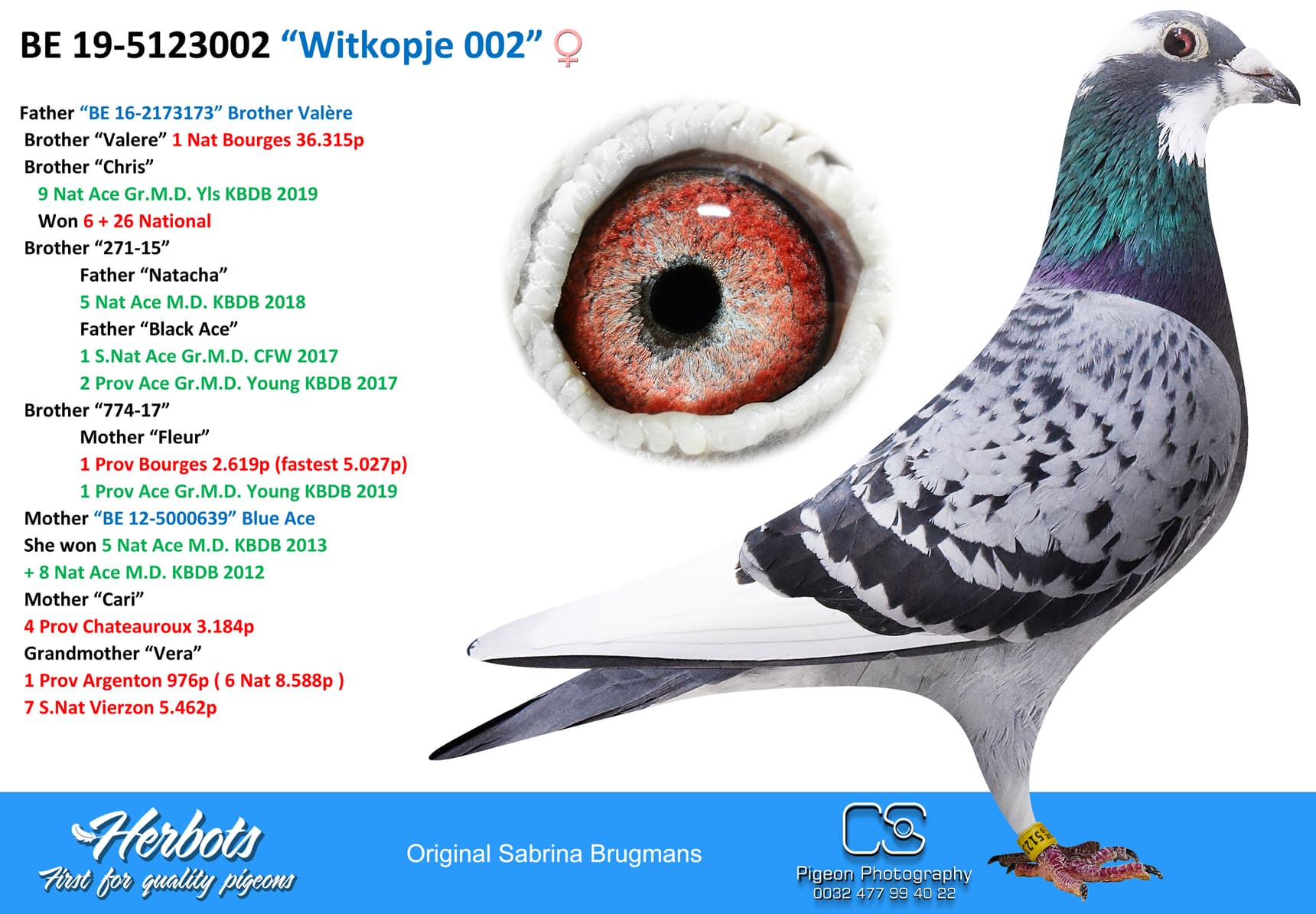 pigeon: “Witkopje 002”