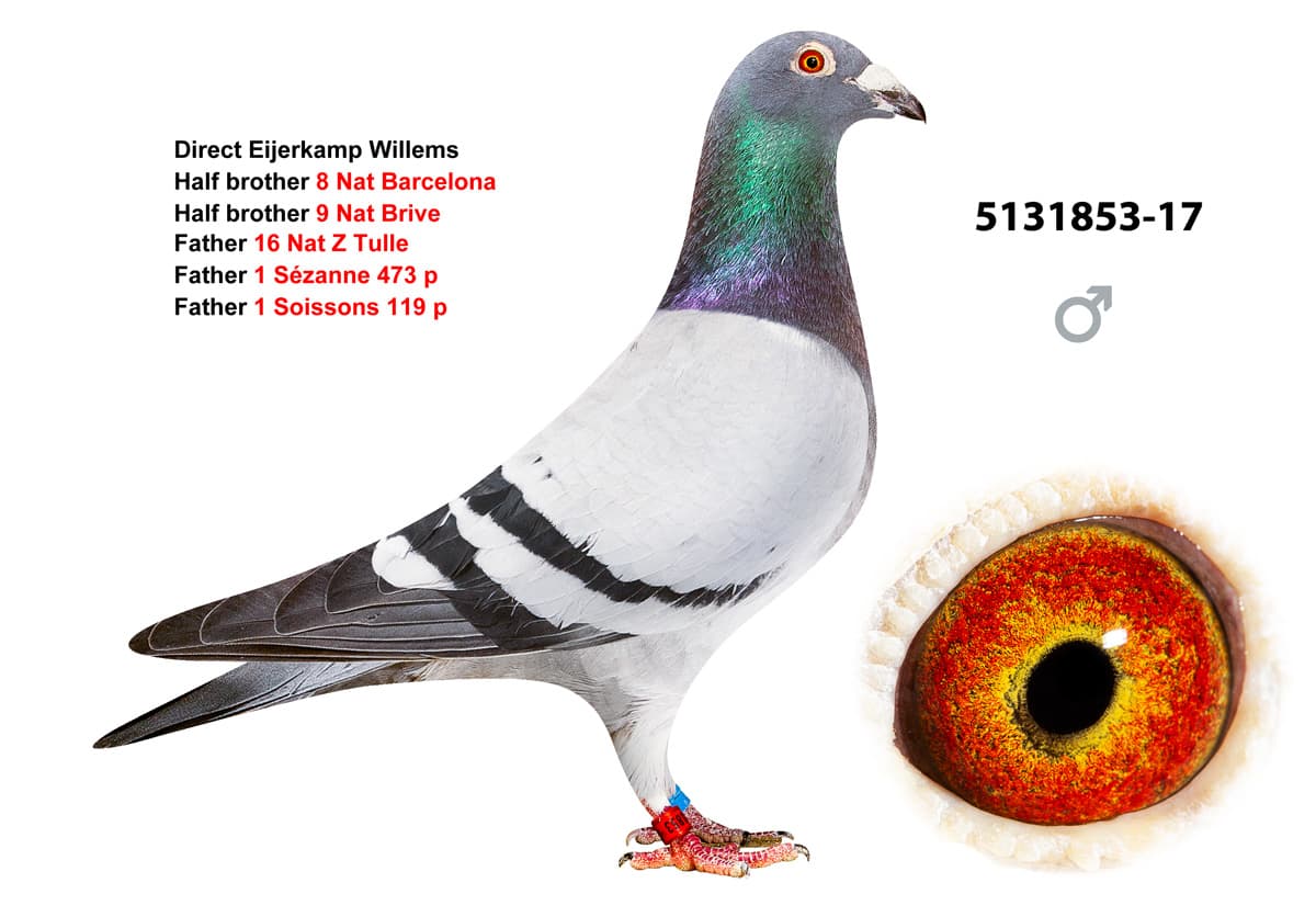 pigeon: undefined