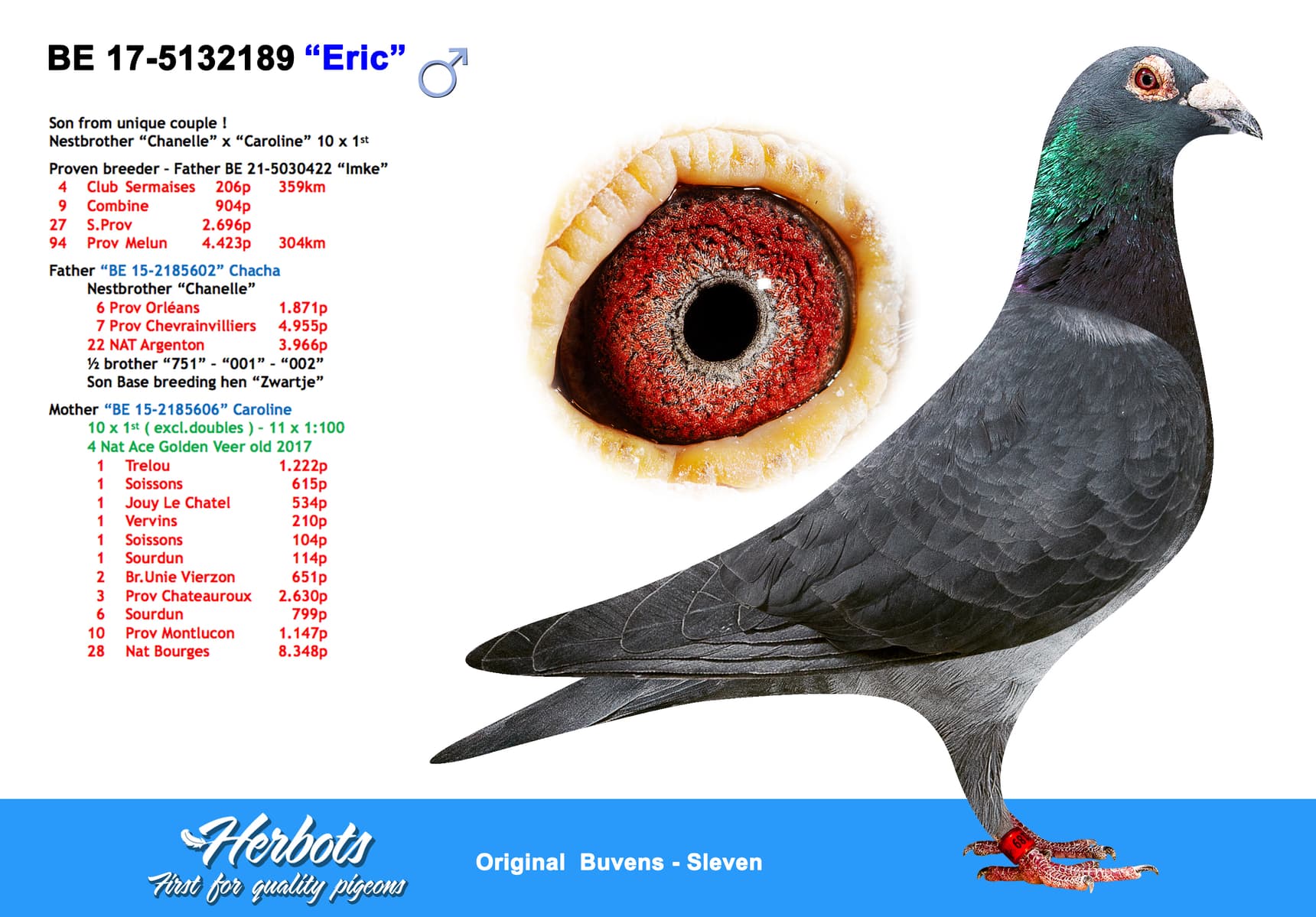 pigeon: undefined