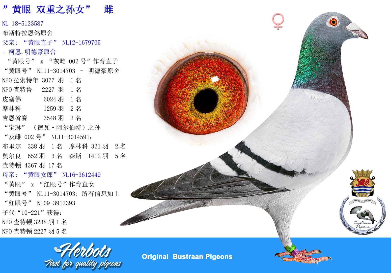 pigeon: undefined