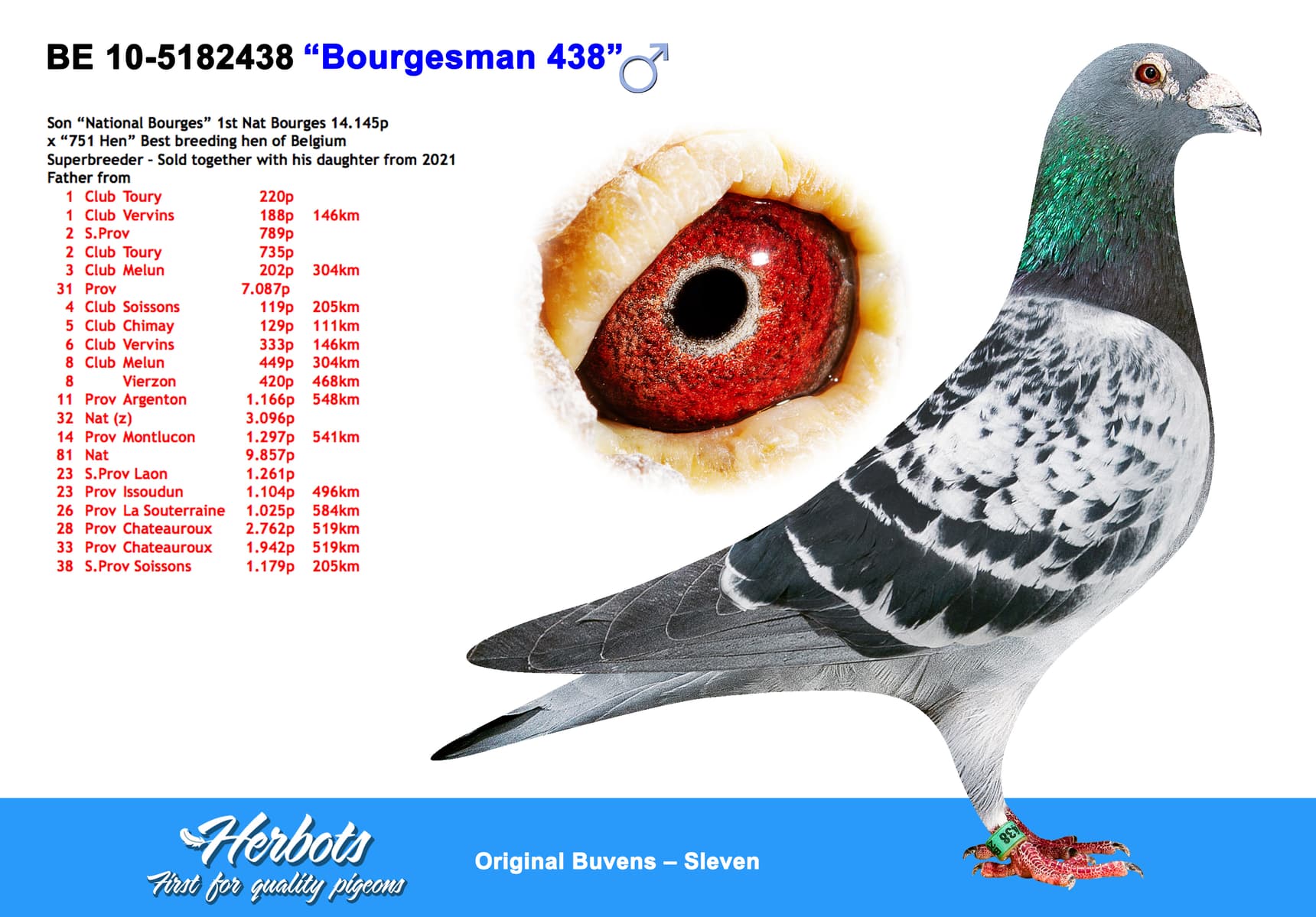 pigeon: “Bourgesman 438”