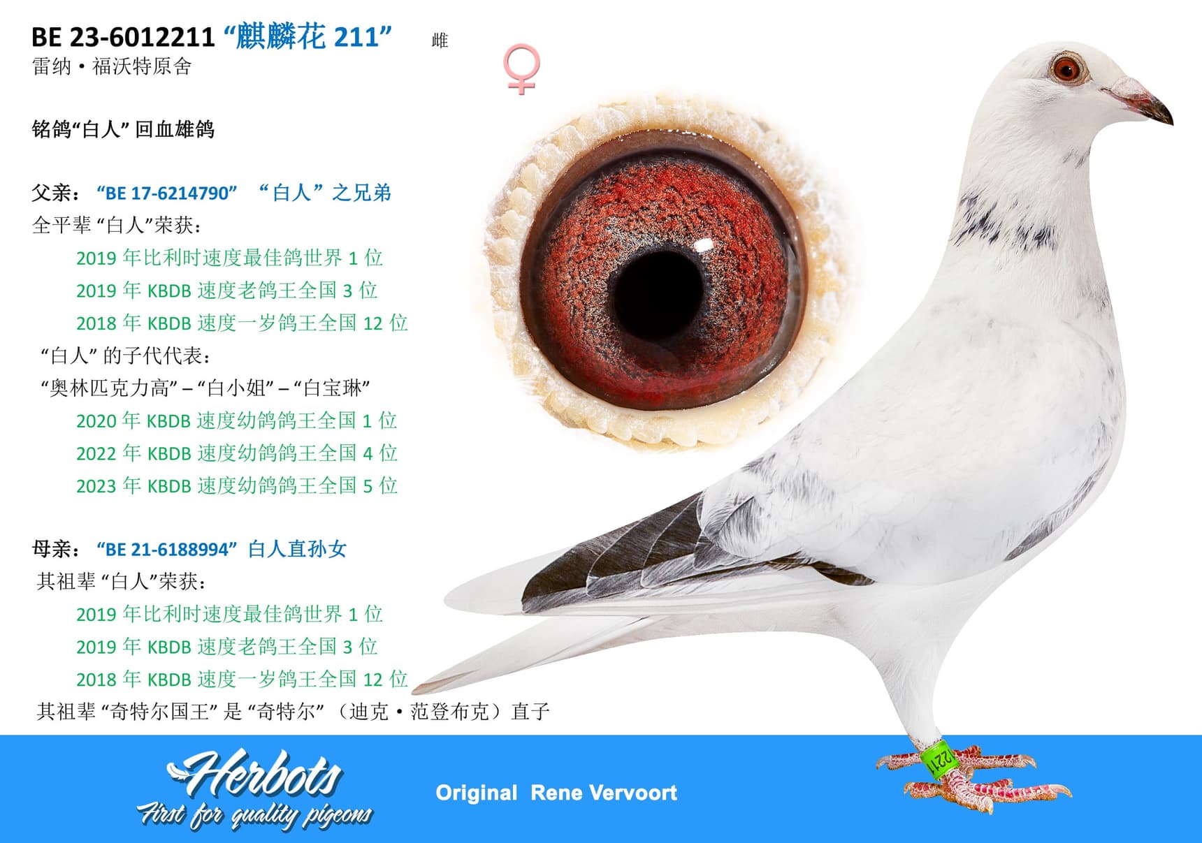 pigeon: “麒麟花 211”