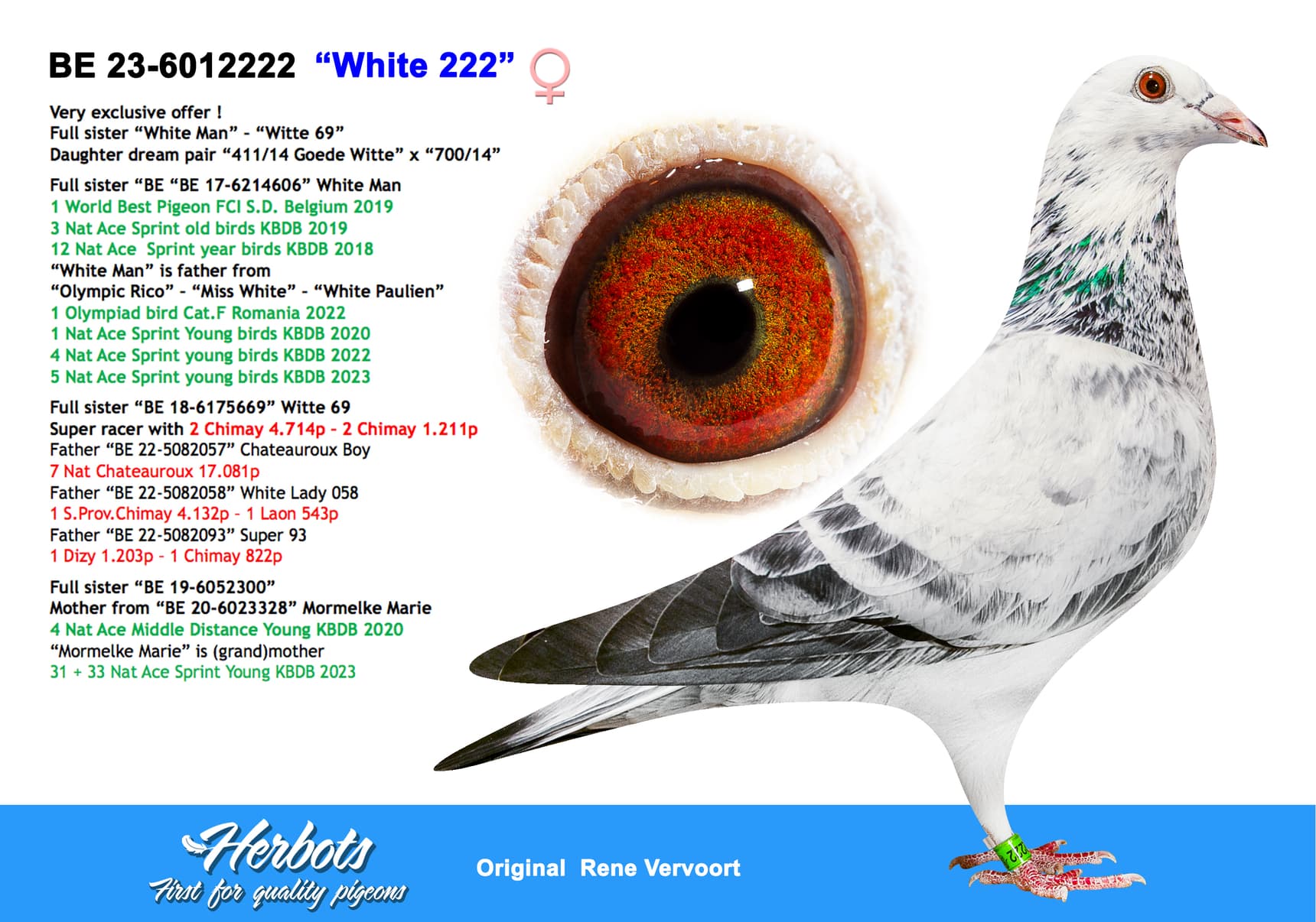 pigeon: “White 222”