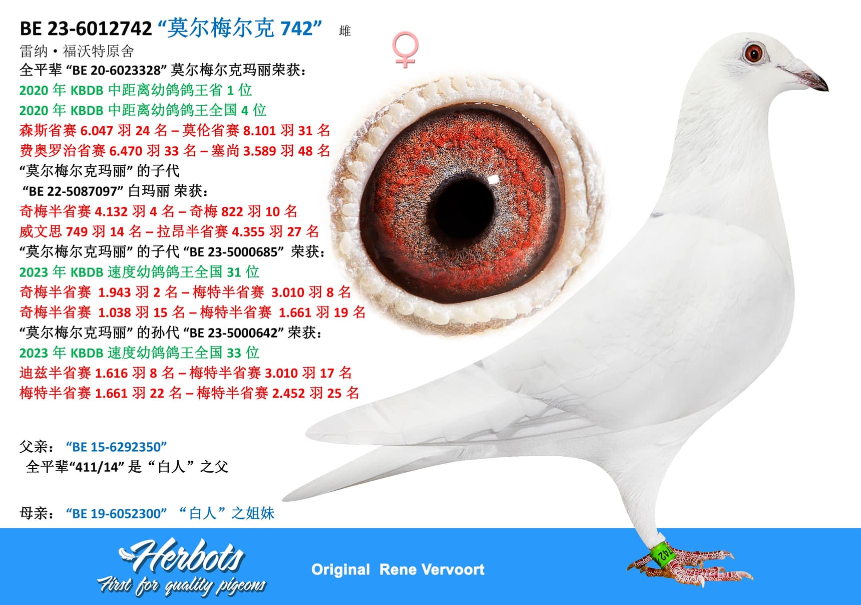 pigeon: “莫尔梅尔克 742”