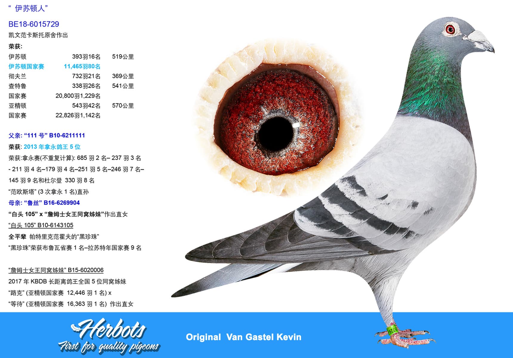 pigeon: “ 伊苏顿人”