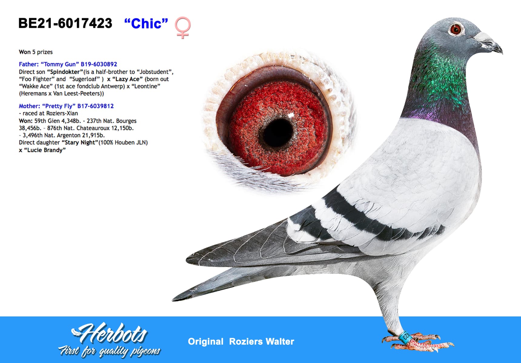 pigeon: undefined