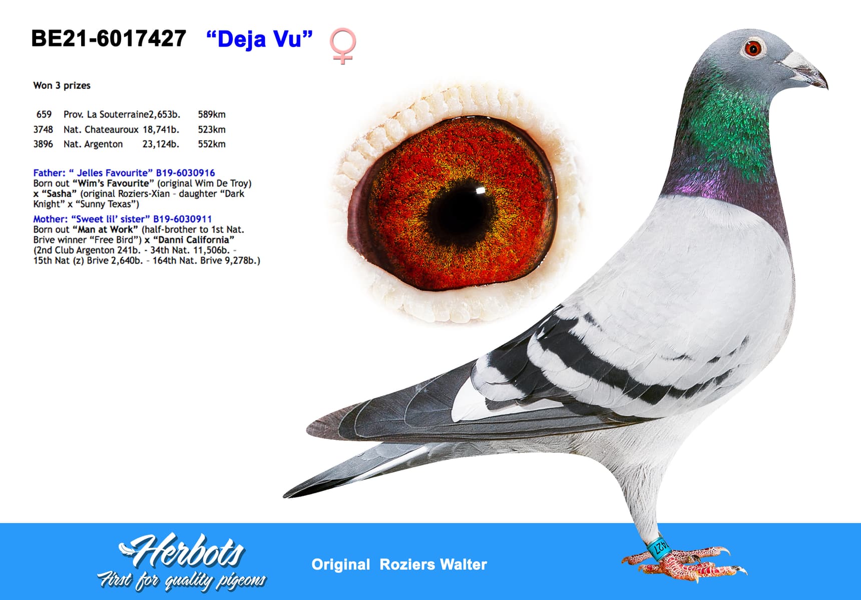 pigeon: undefined