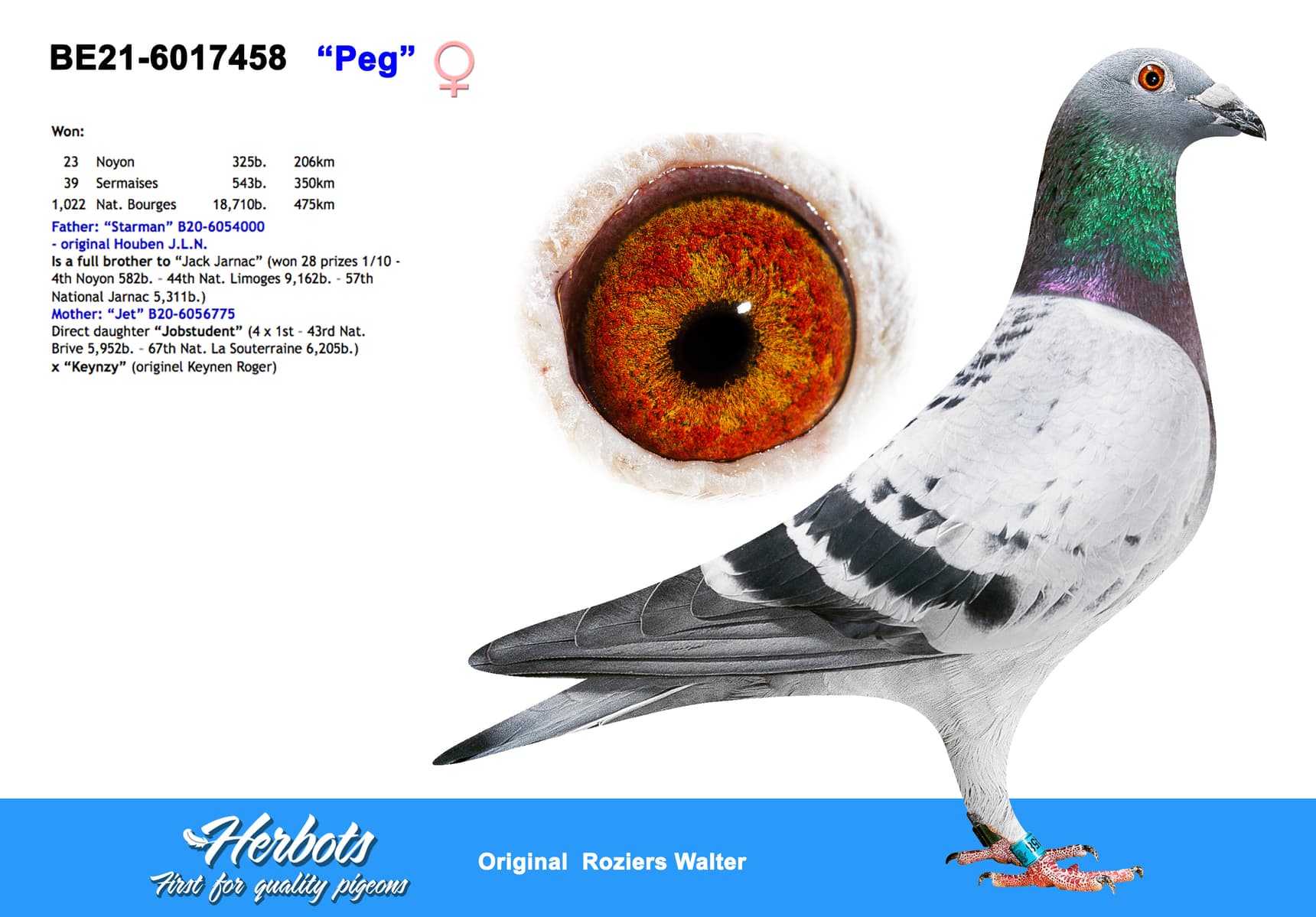 pigeon: undefined