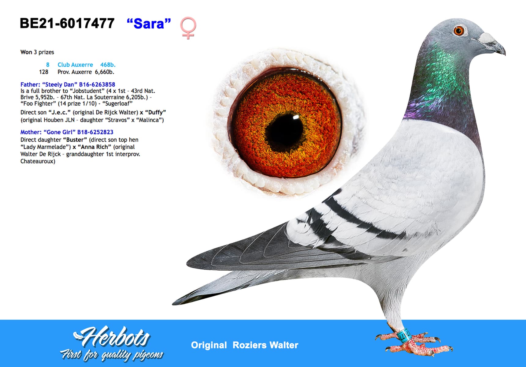 pigeon: undefined