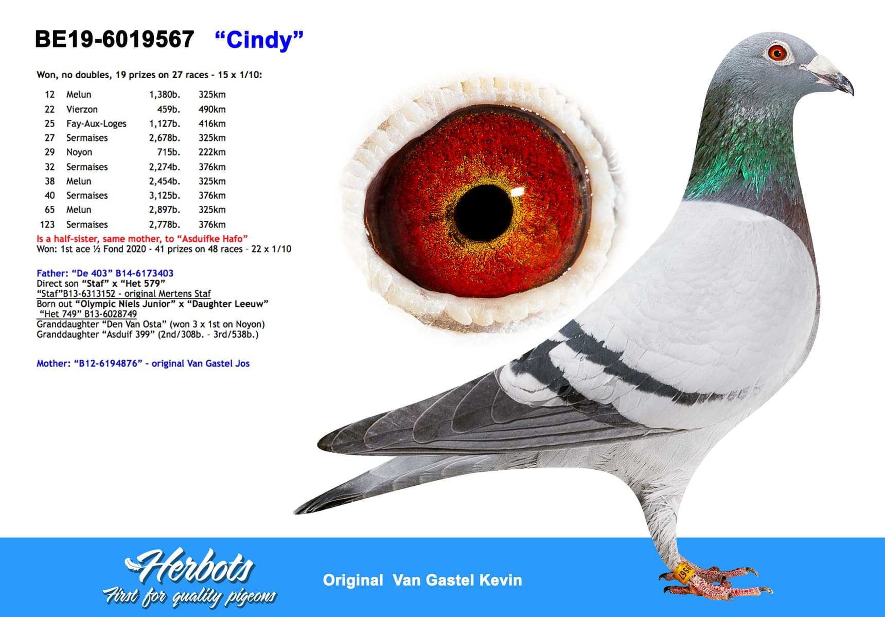 pigeon: ”Cindy”