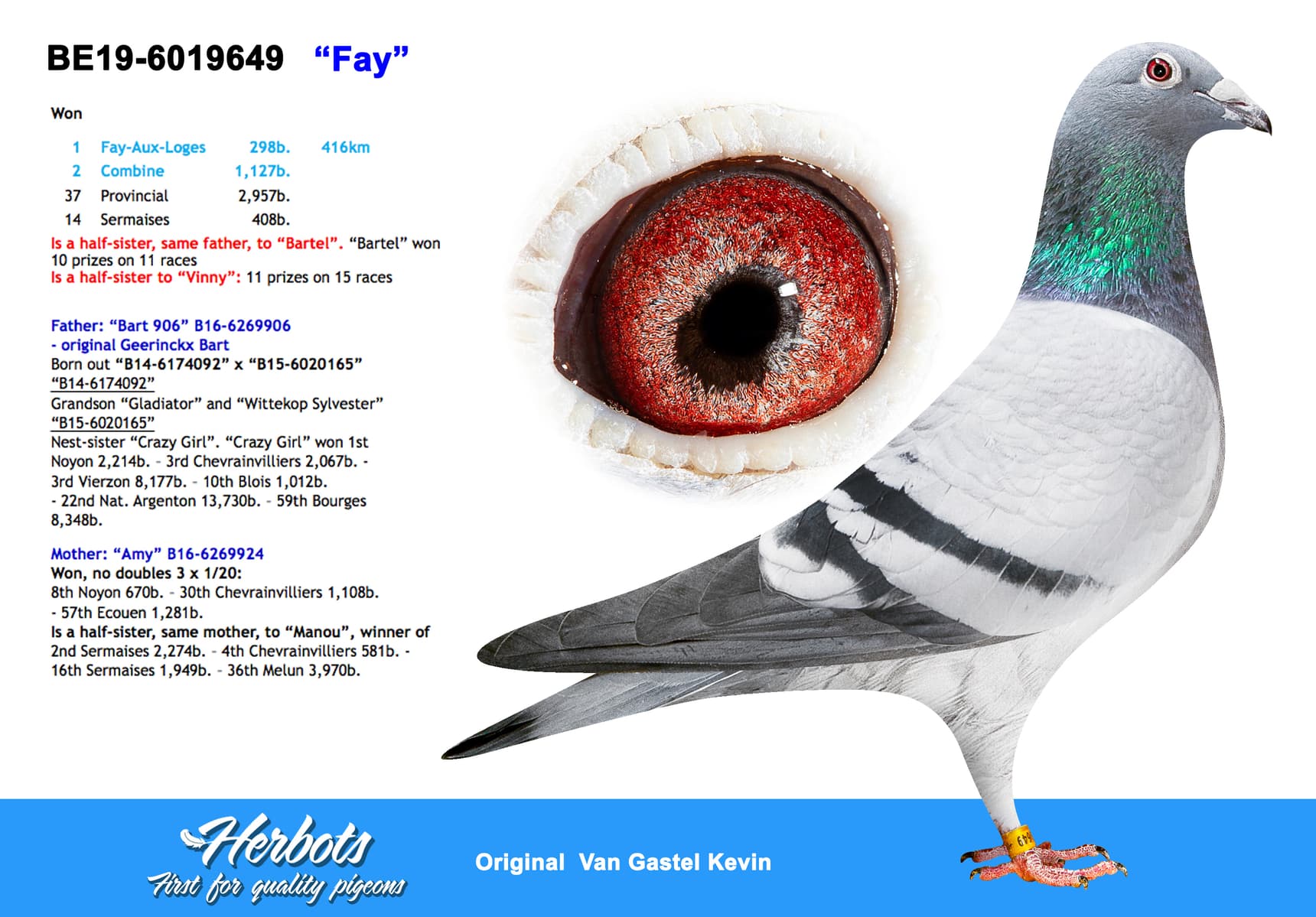 pigeon: ”Fay”