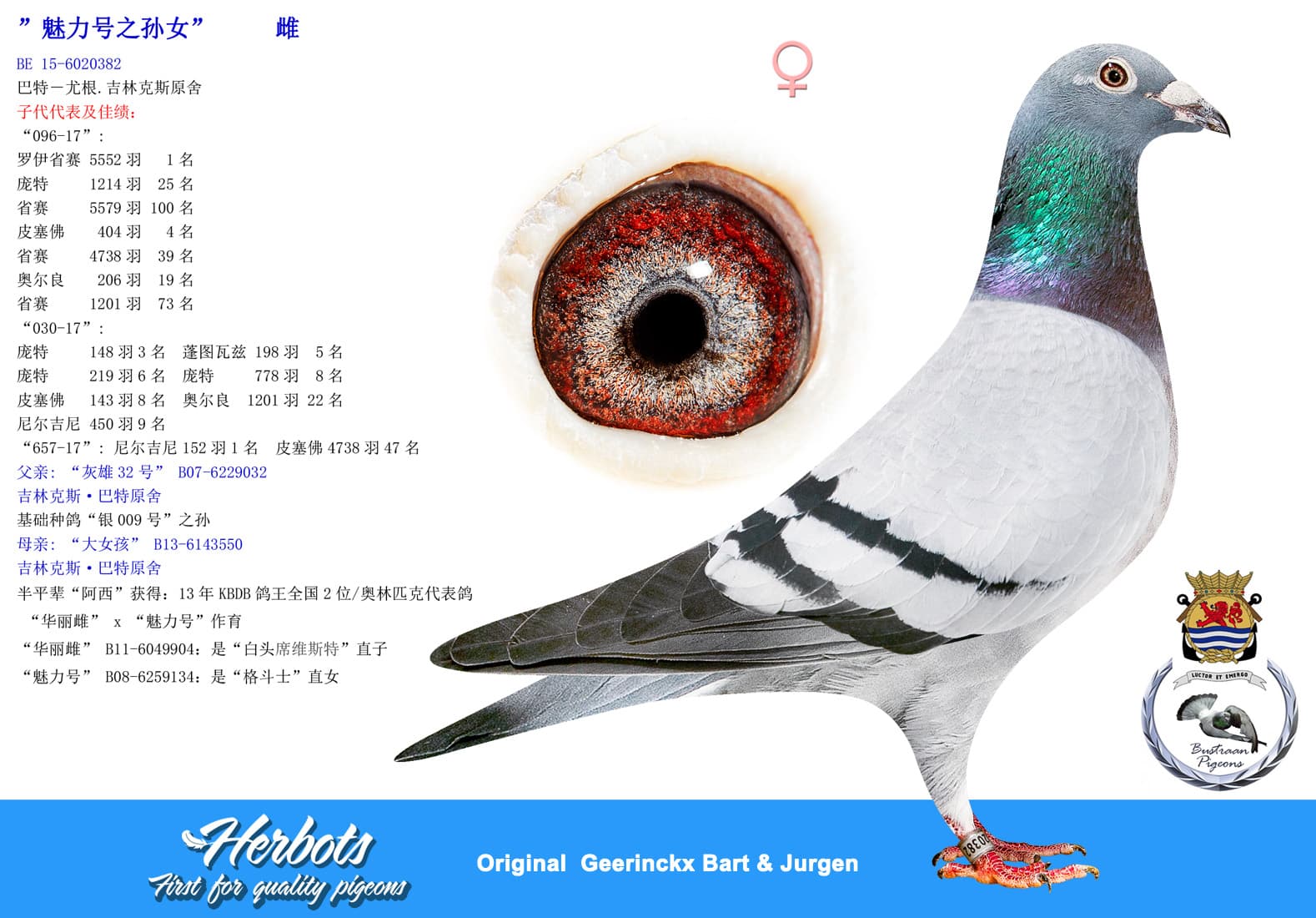 pigeon: undefined