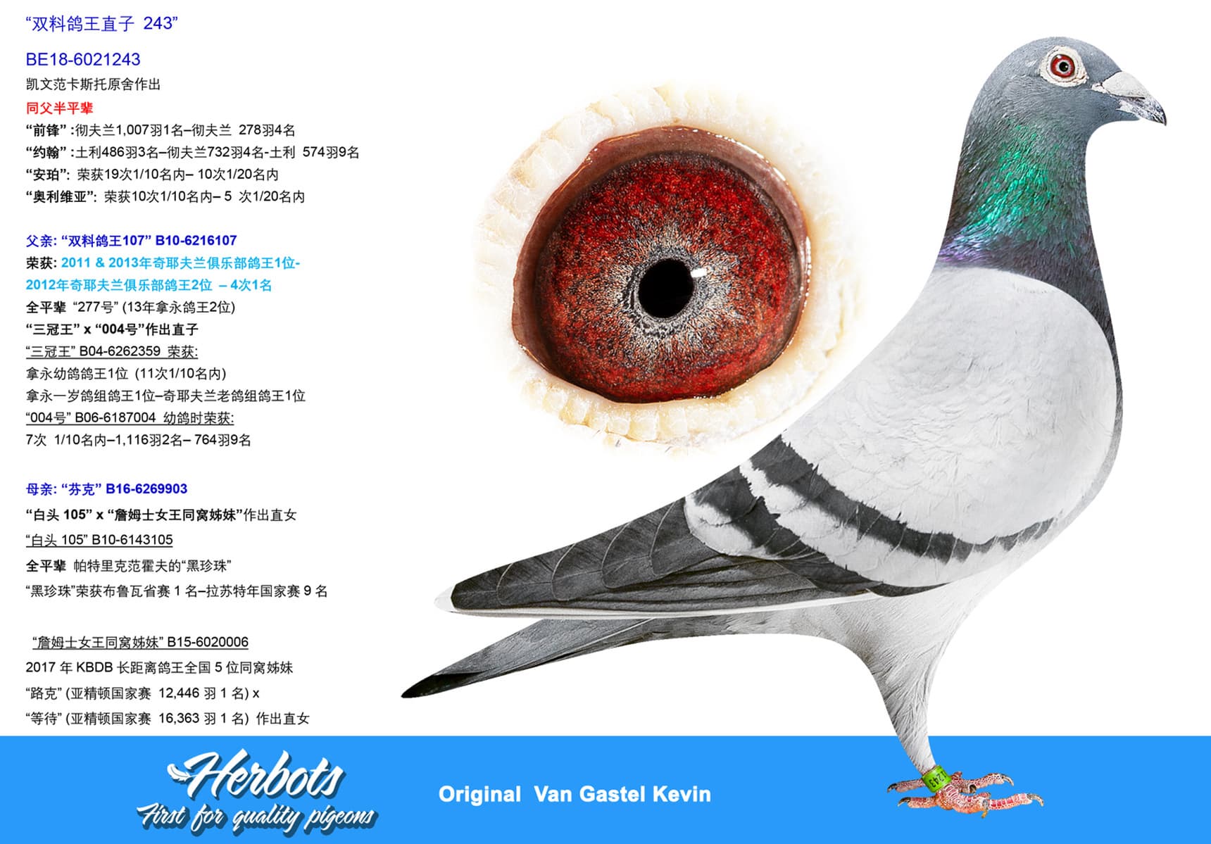 pigeon: “双料鸽王直子 243”