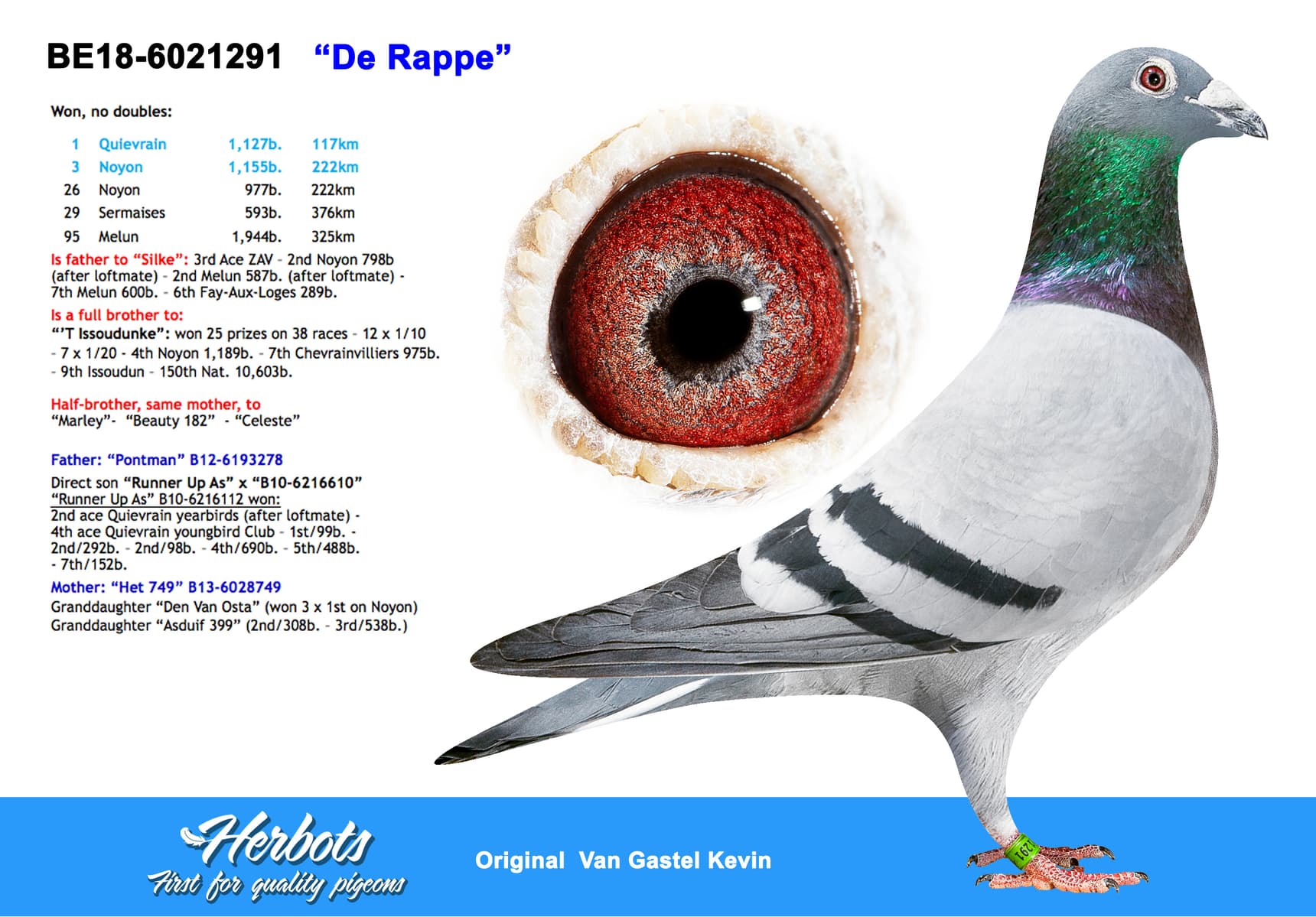pigeon: ”De Rappe”
