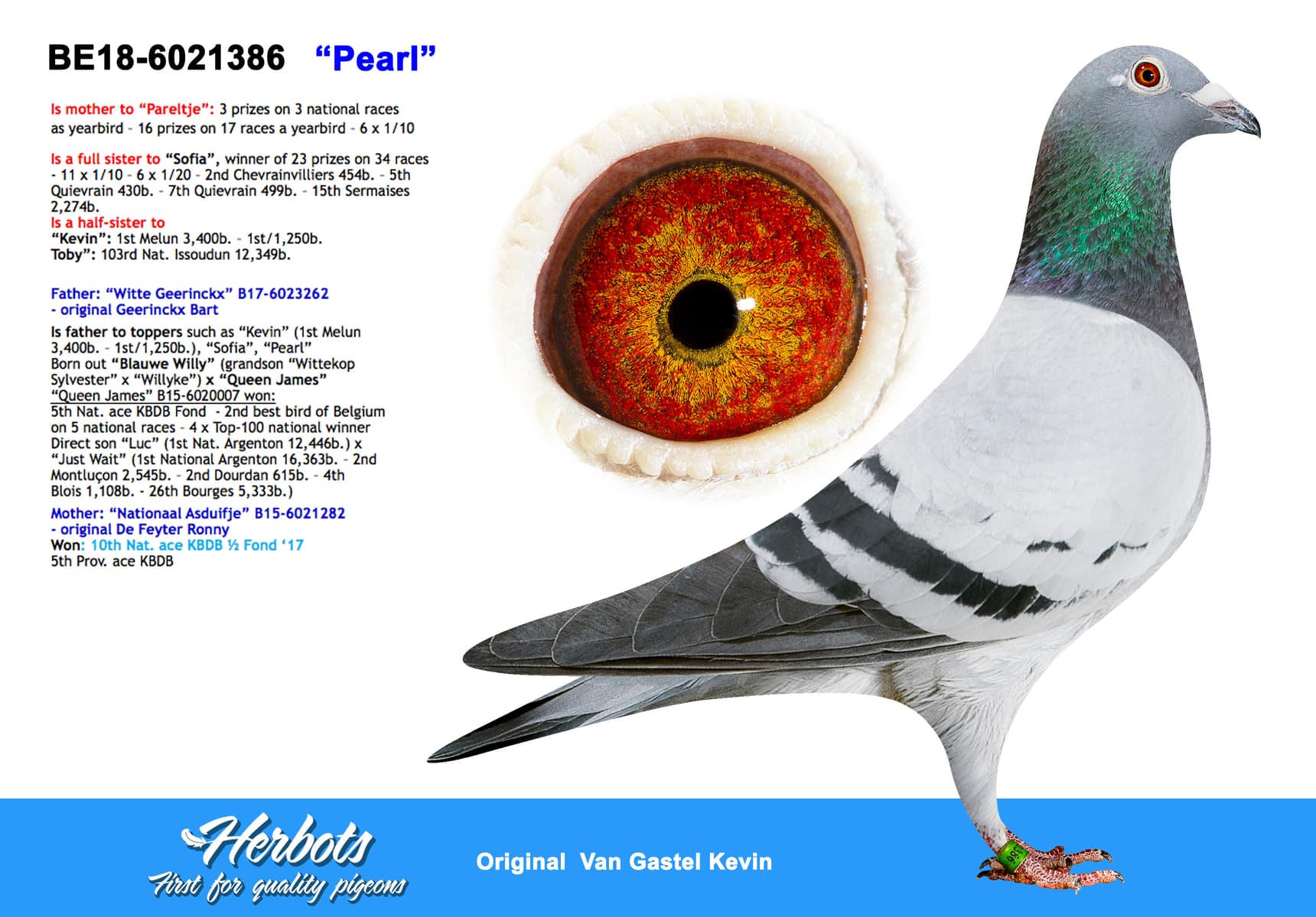 pigeon: undefined