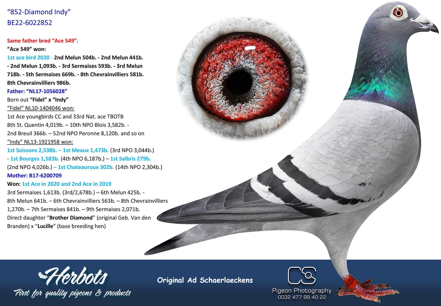 pigeon: “852-Diamond Indy”