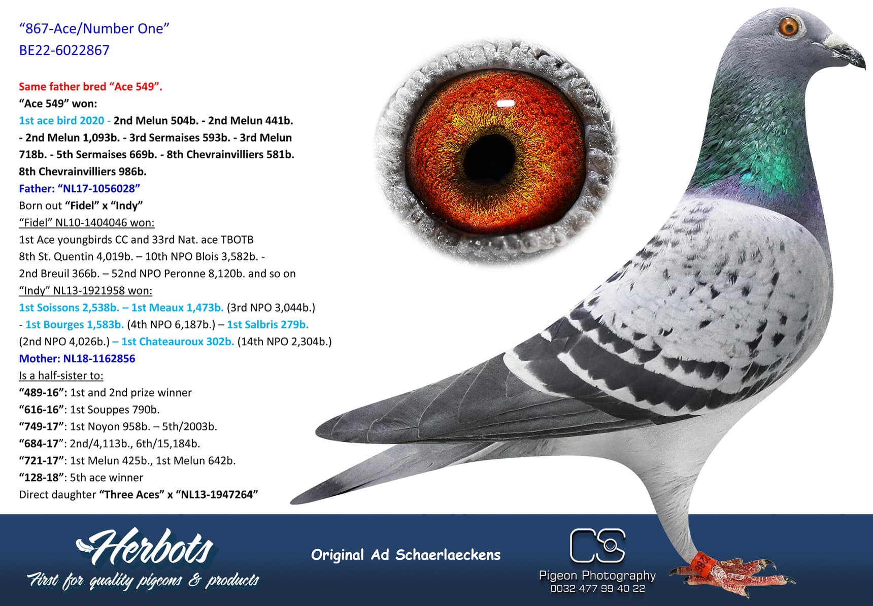 pigeon: “867-Ace/Number One”