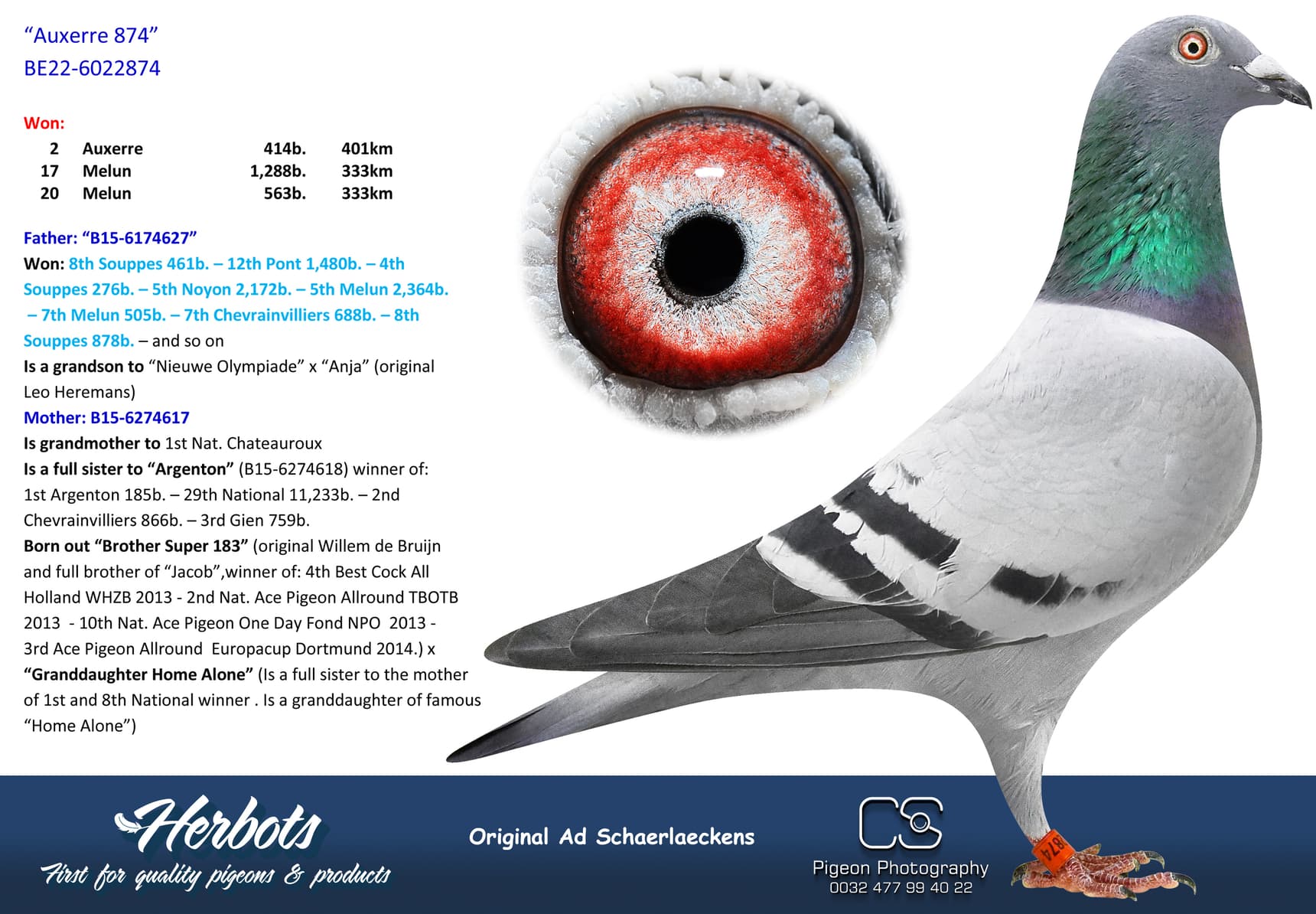 pigeon: “Auxerre 874”