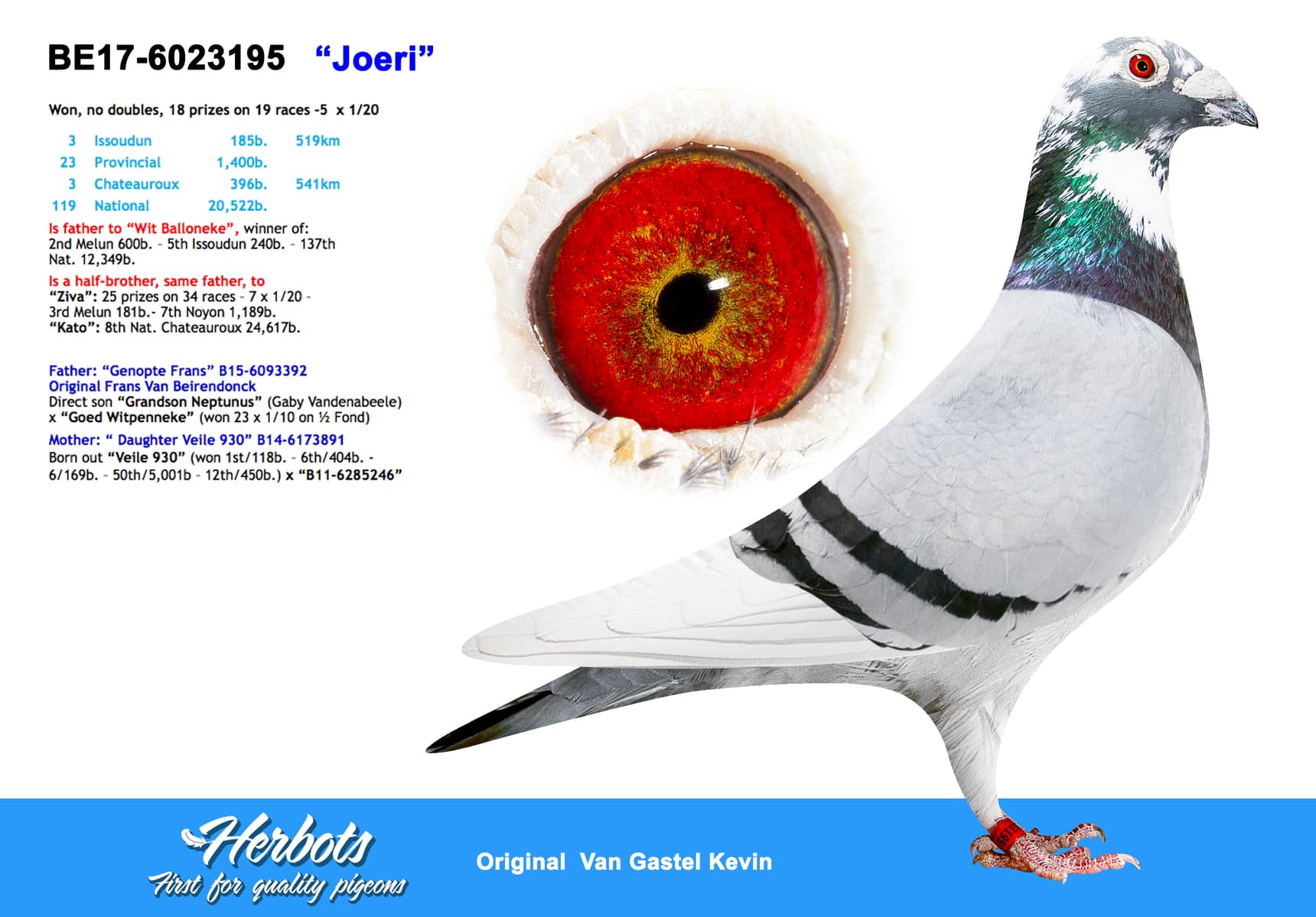 pigeon: undefined