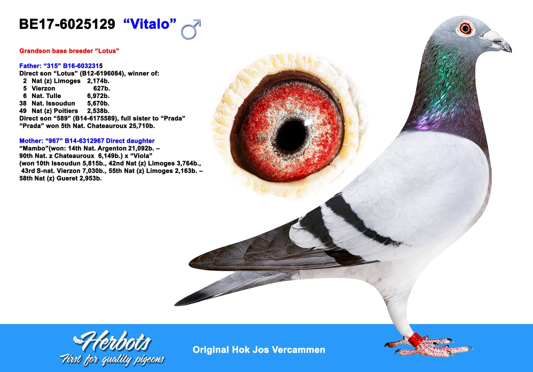 pigeon: ”Vitalo”
