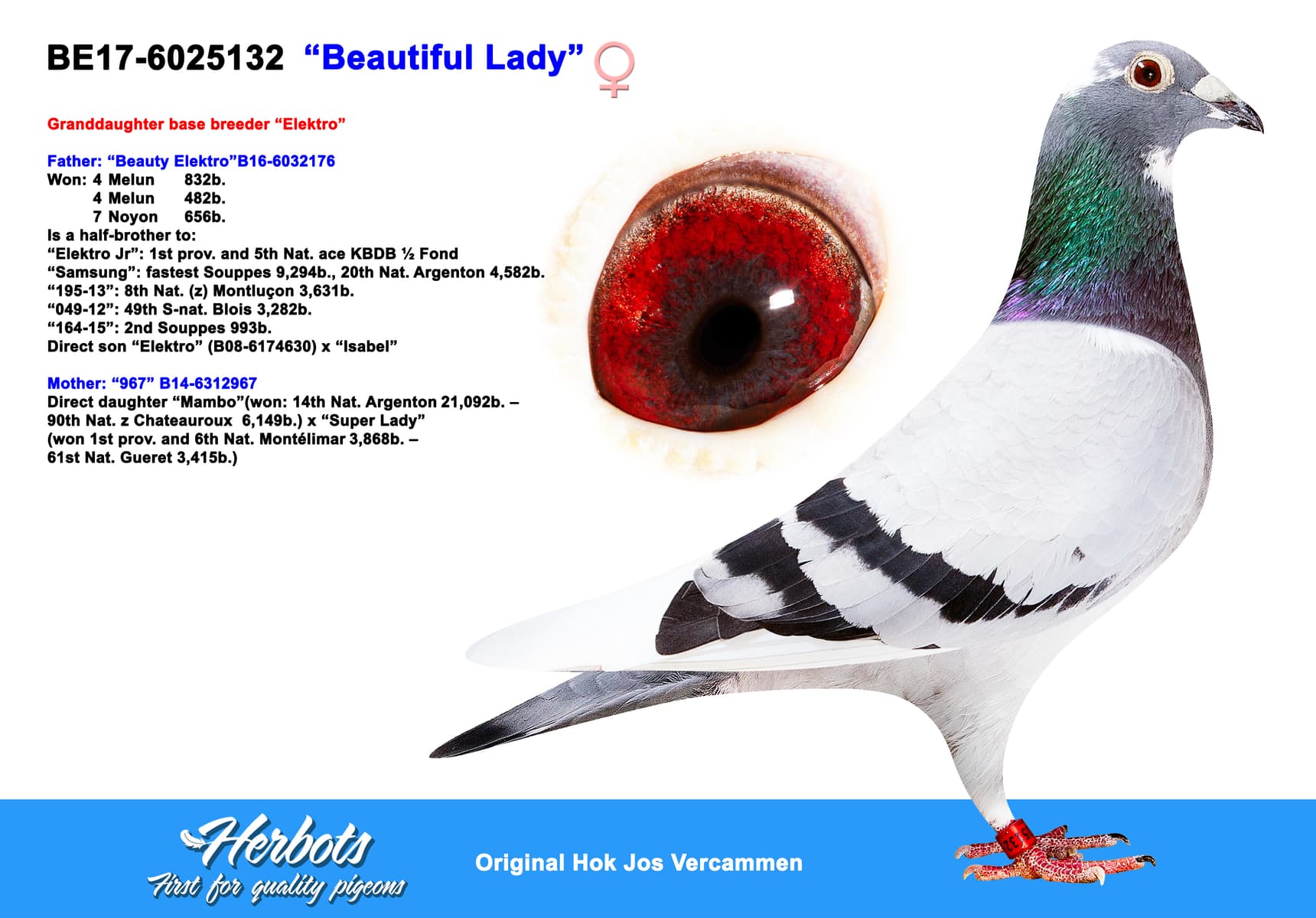 pigeon: ”Beautiful Lady”