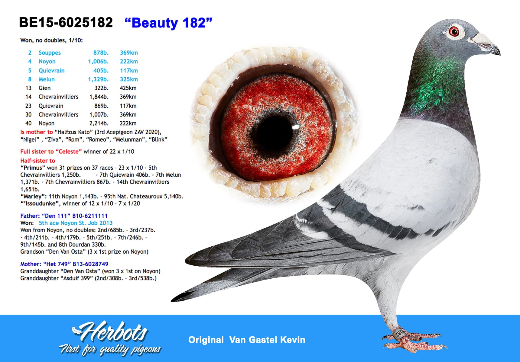 pigeon: “Beauty 182”
