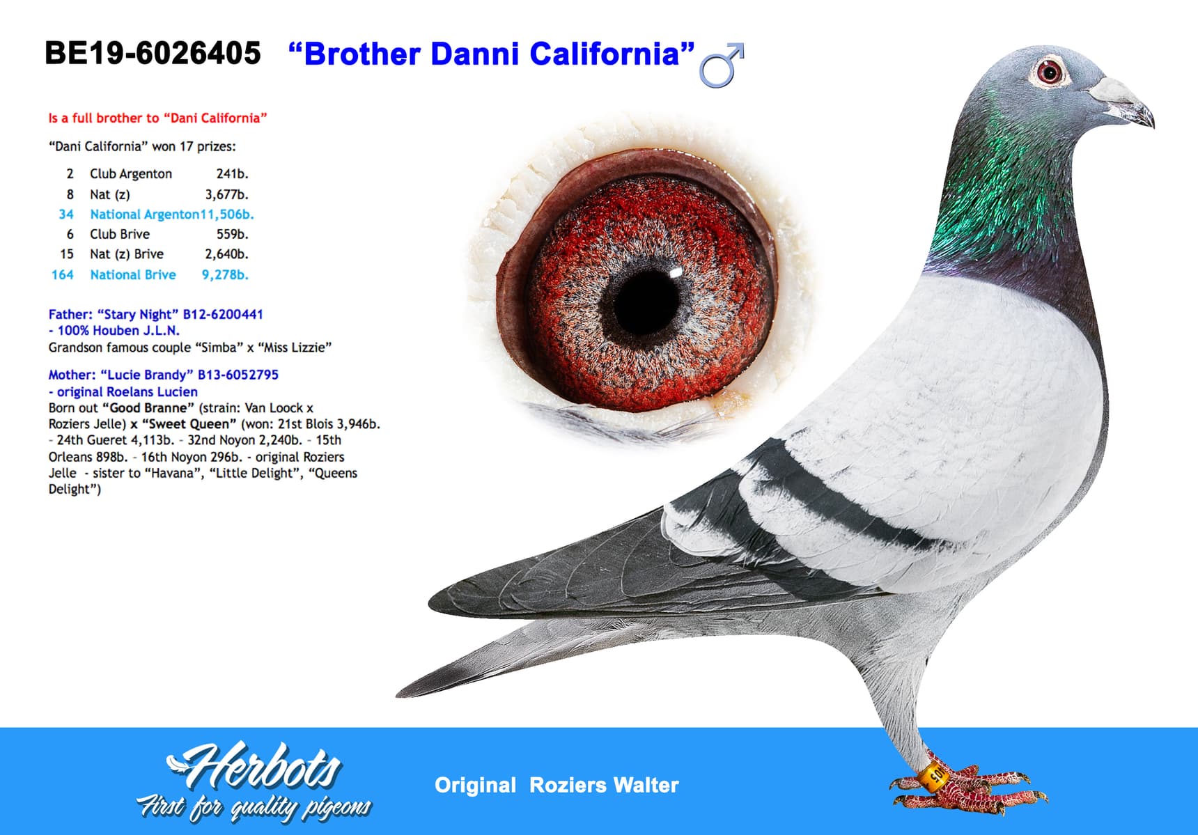 pigeon: “Brother Danni California"