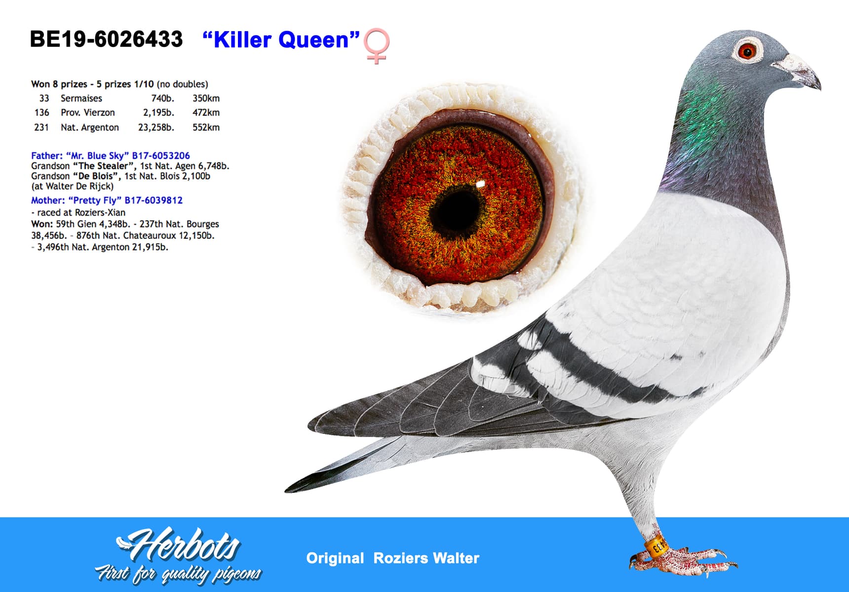 pigeon: undefined