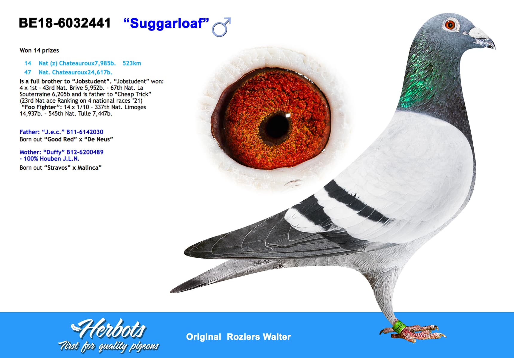 pigeon: undefined