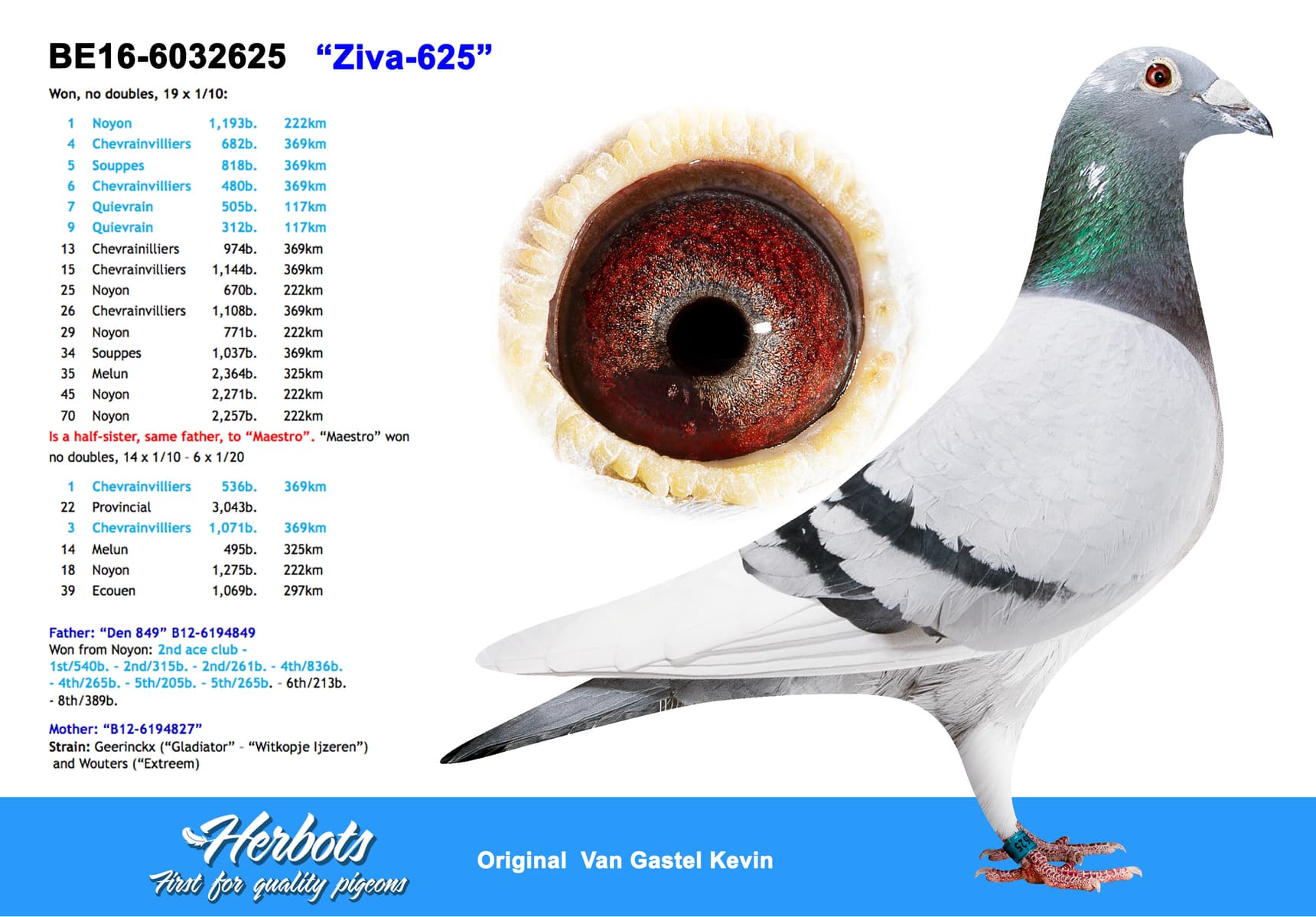 pigeon: “Ziva-625”