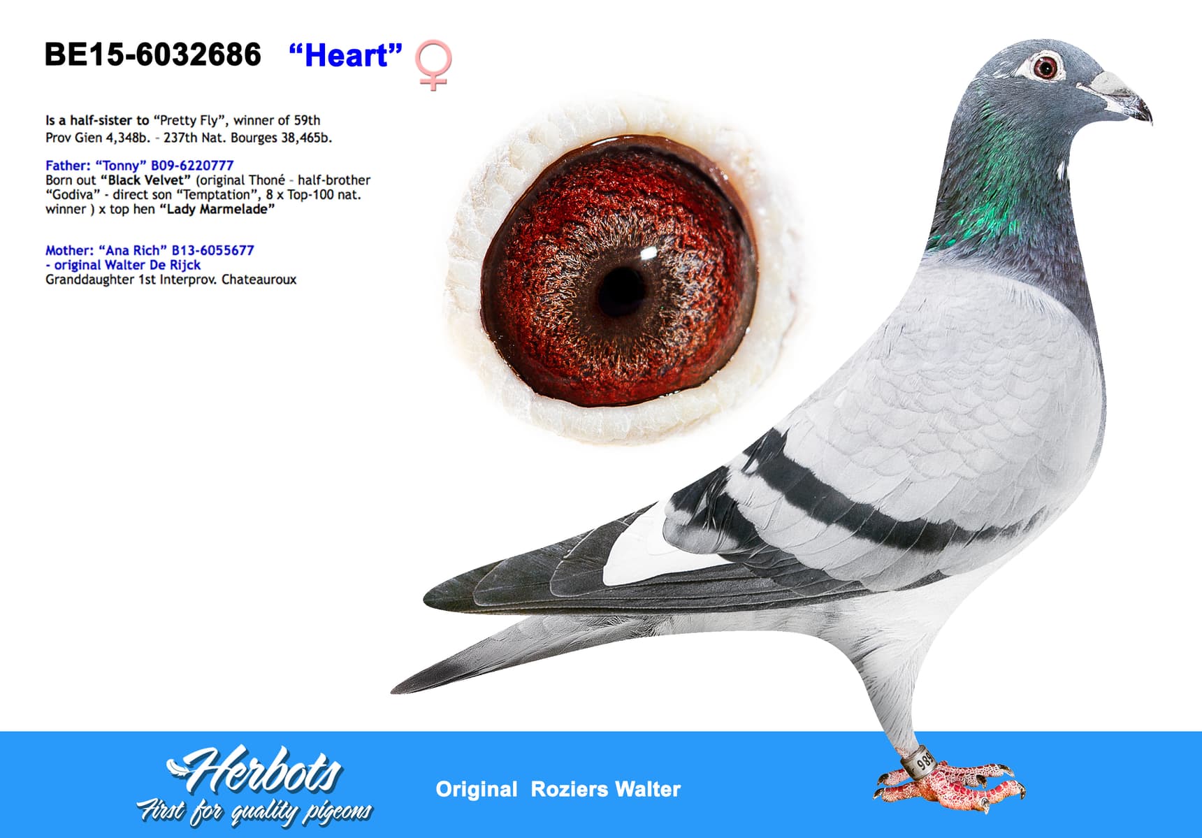 pigeon: “Heart”