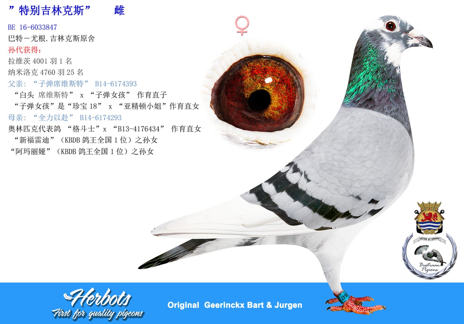pigeon: undefined