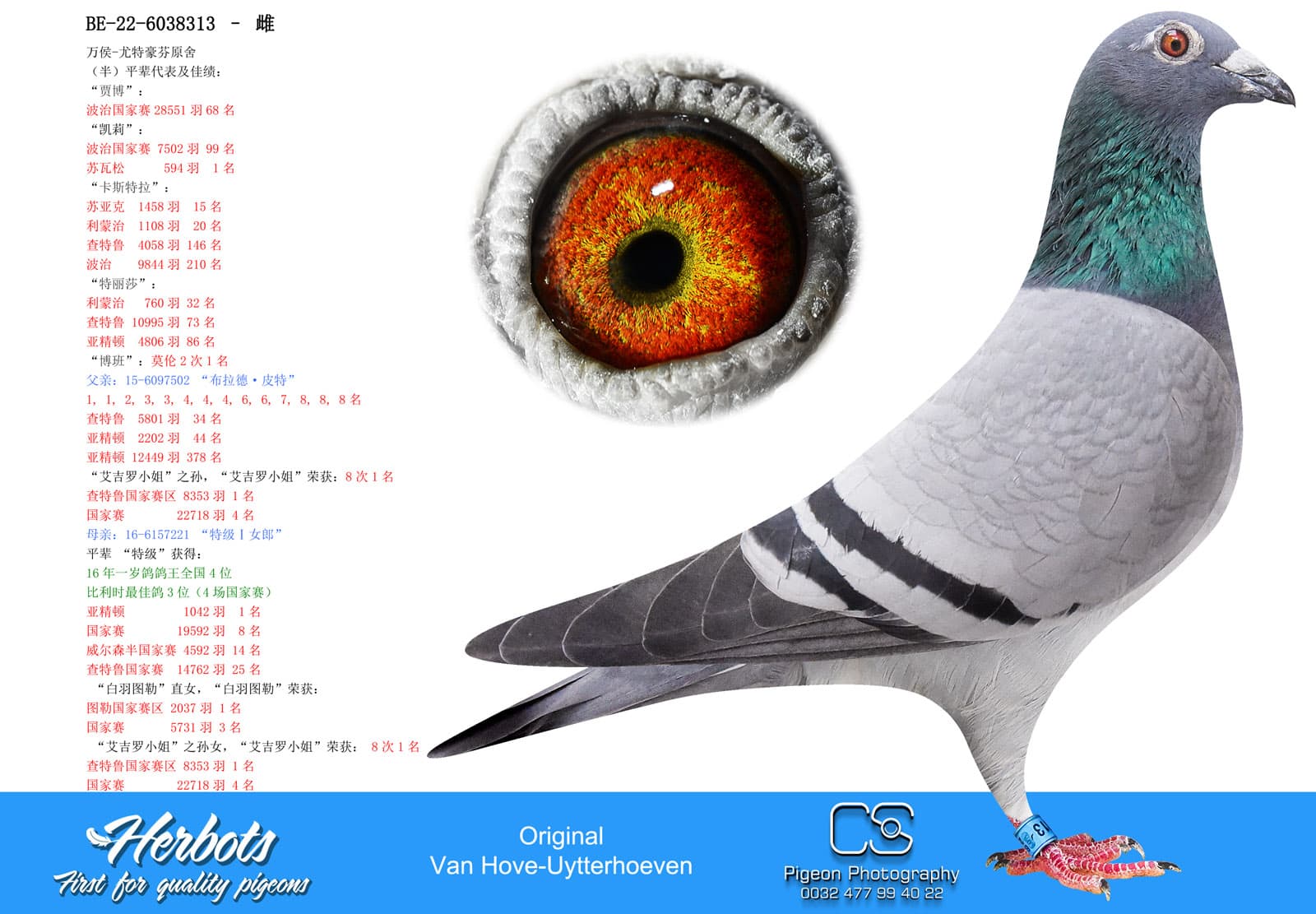 pigeon: undefined