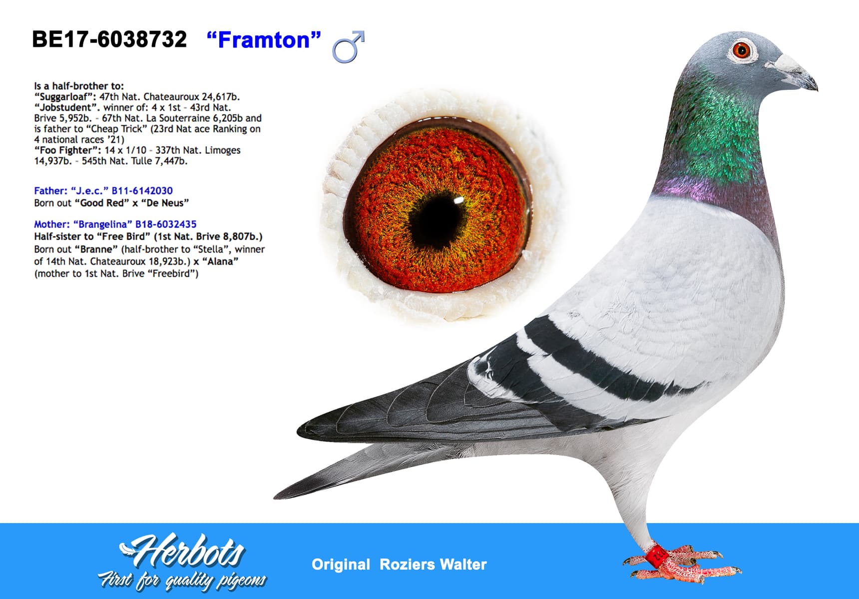 pigeon: “Framton”