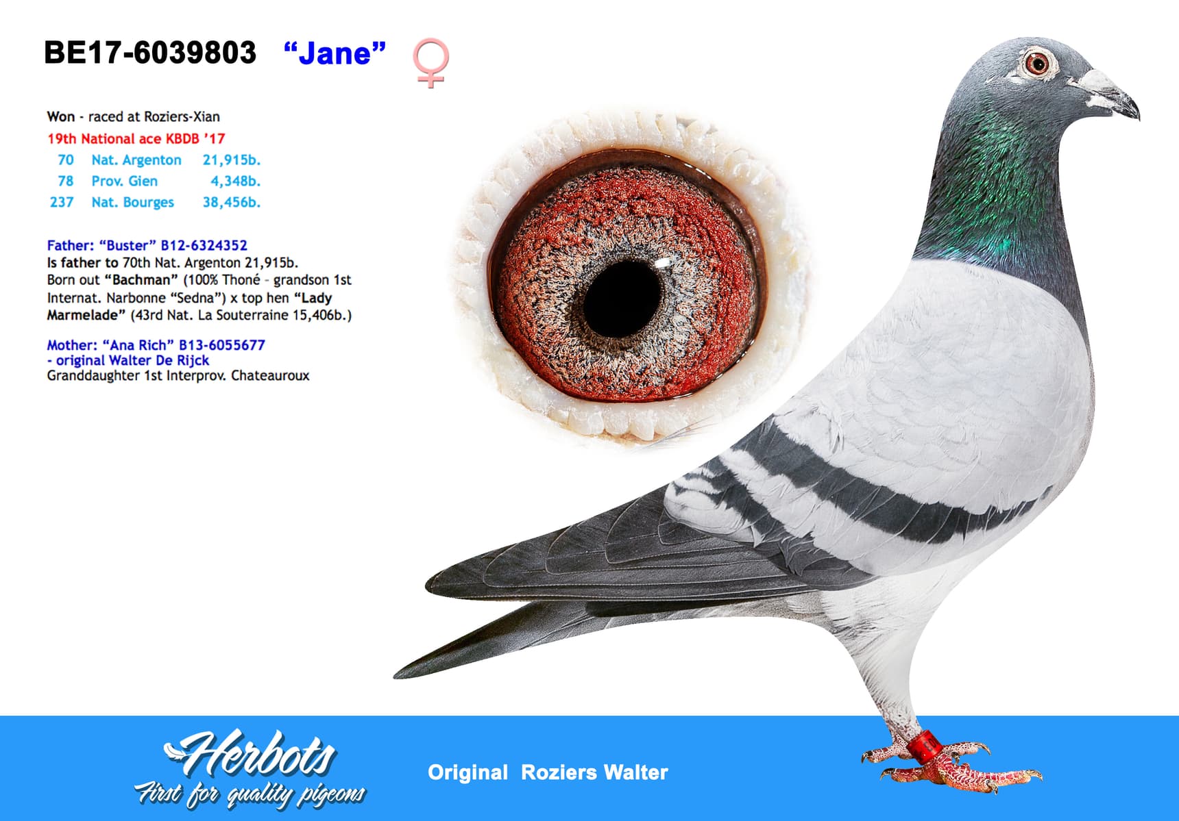 pigeon: undefined