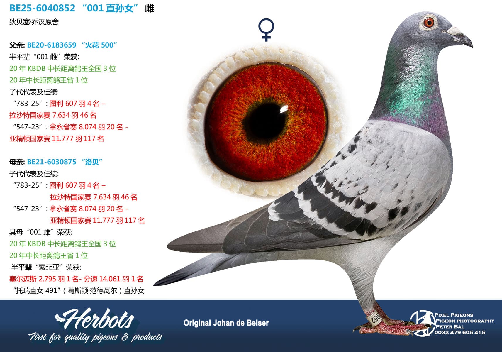 pigeon: undefined