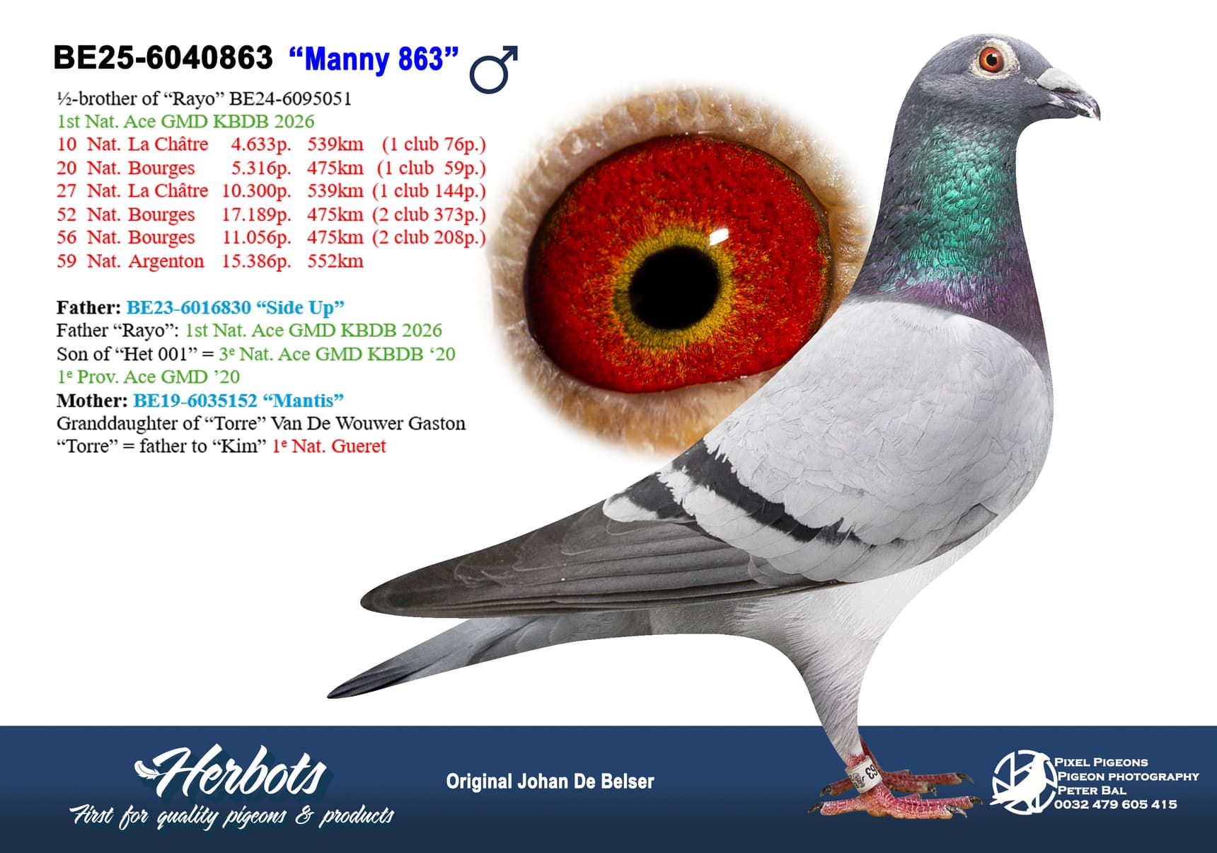 pigeon: undefined