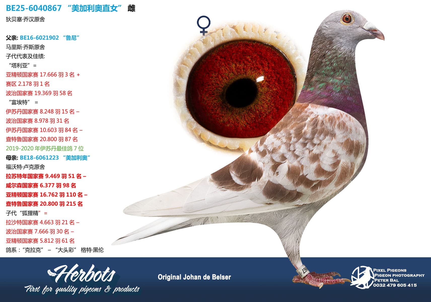 pigeon: undefined