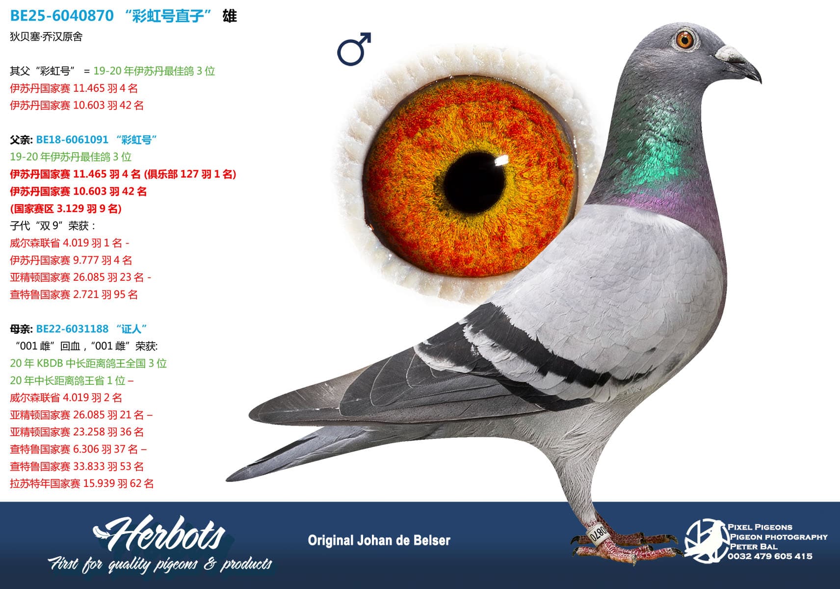 pigeon: undefined