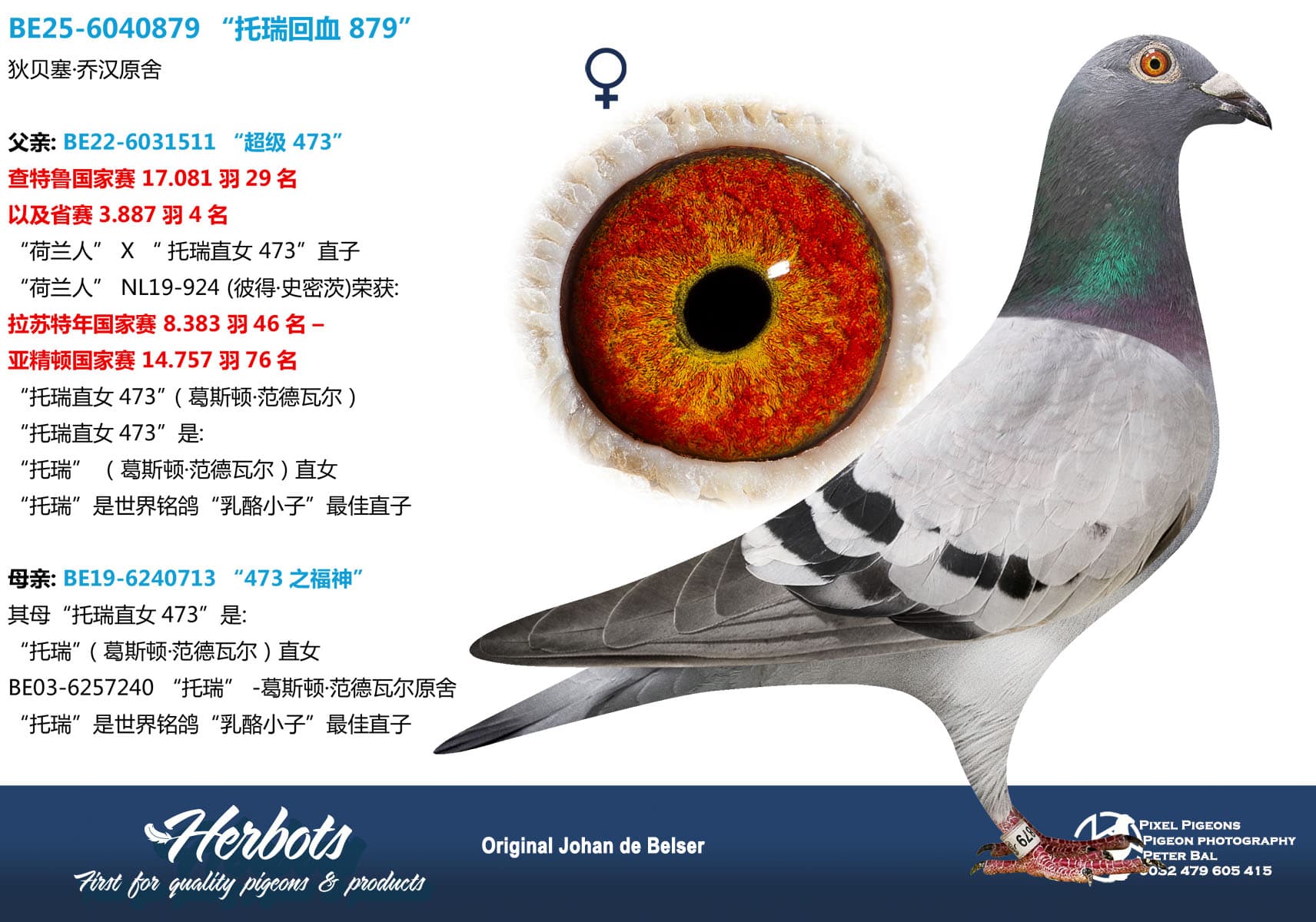 pigeon: undefined